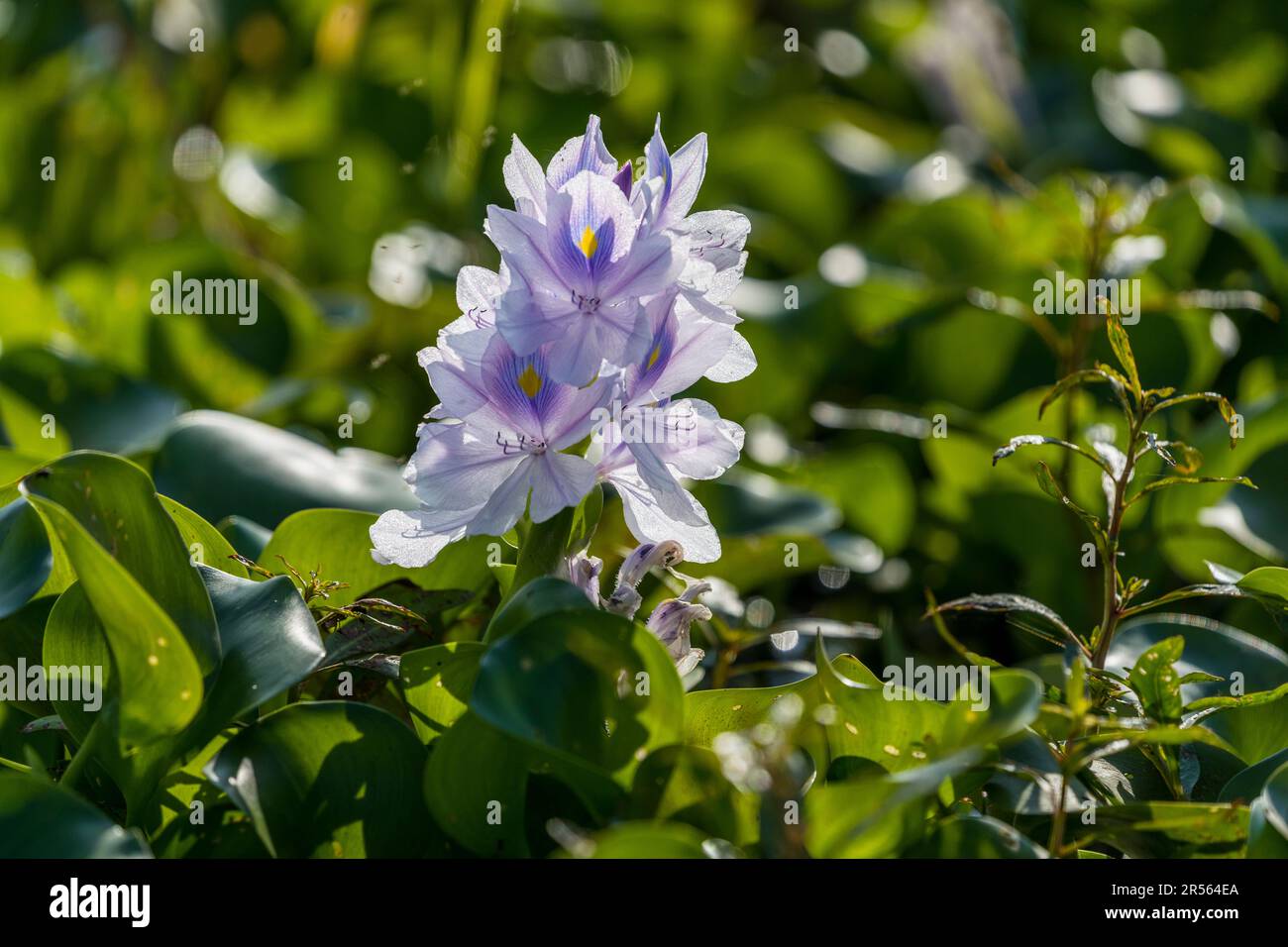 Die violette Blume einer Wasserhyazinthe (Eichhornia crassipes) blüht im Liwonde-Nationalpark, Malawi – eine invasive Pflanzenart, die in Malawi weit verbreitet ist. Stockfoto