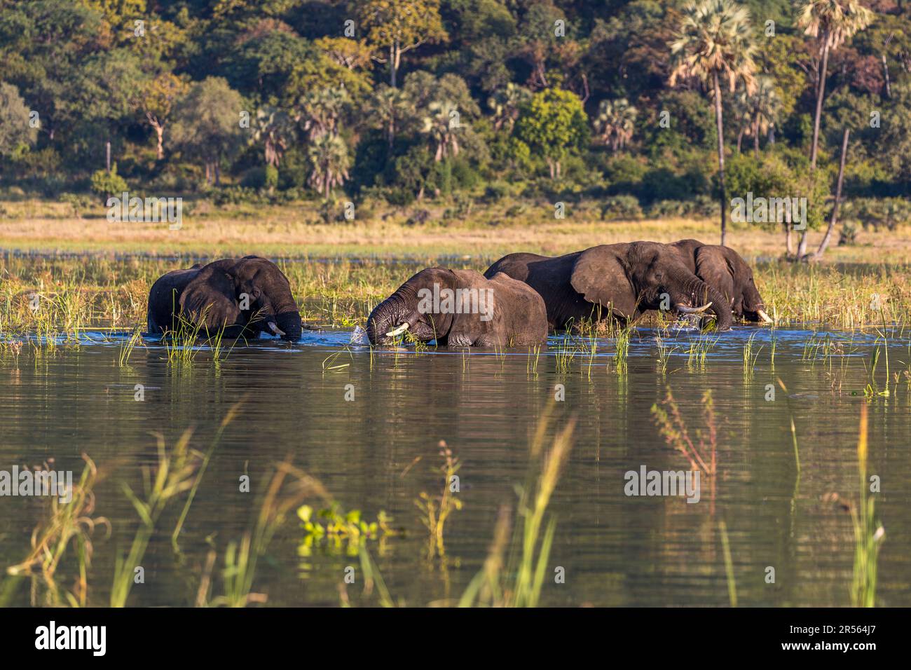 Abendliche Atmosphäre mit Elefanten auf dem Shire River. Elefanten baden im Shire River, Liwonde National Park, Malawi Stockfoto