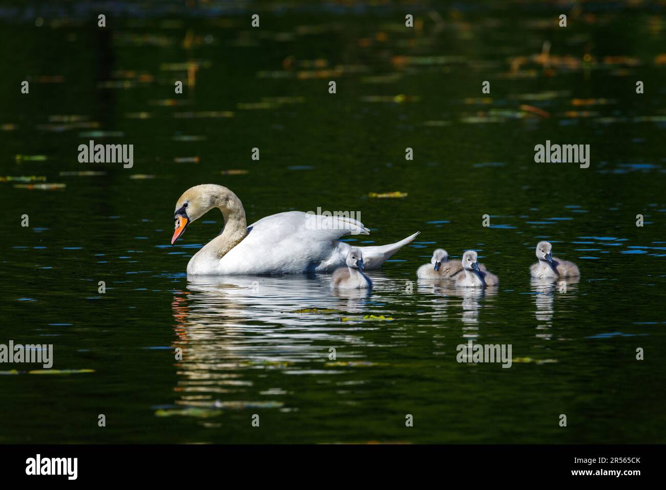 Eine Schwanenfamilie auf einem Teich Stockfoto