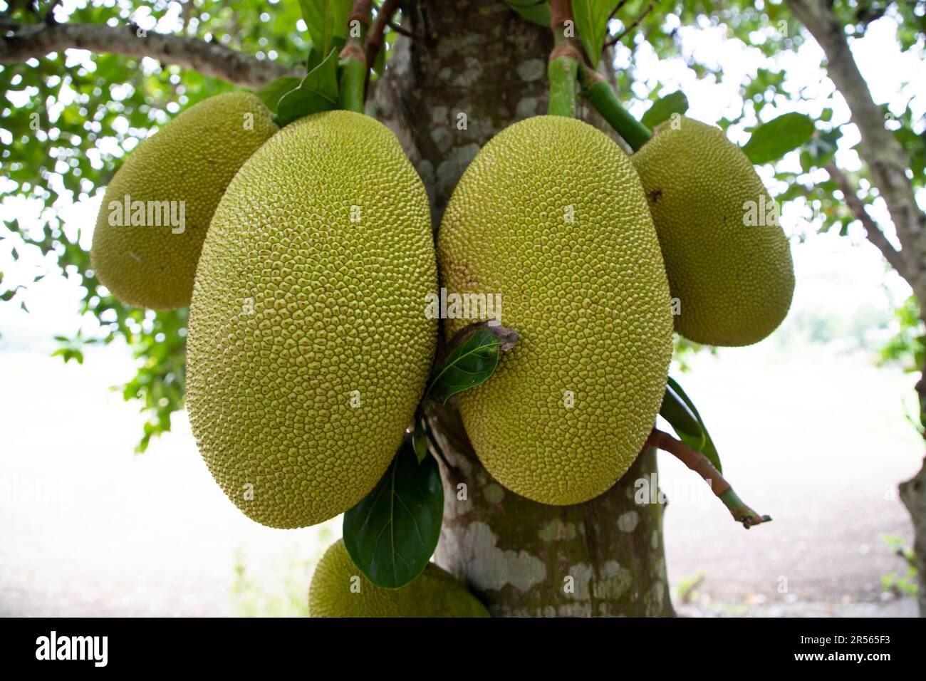 Jackfrüchte auf einem Baum im Obstgarten. Reife Jackfrucht auf dem Baum Stockfoto