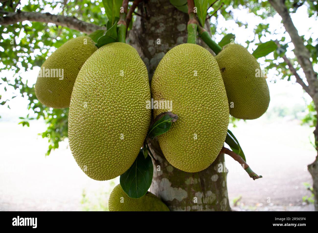 Jackfrüchte auf einem Baum im Obstgarten. Reife Jackfrucht auf dem Baum Stockfoto