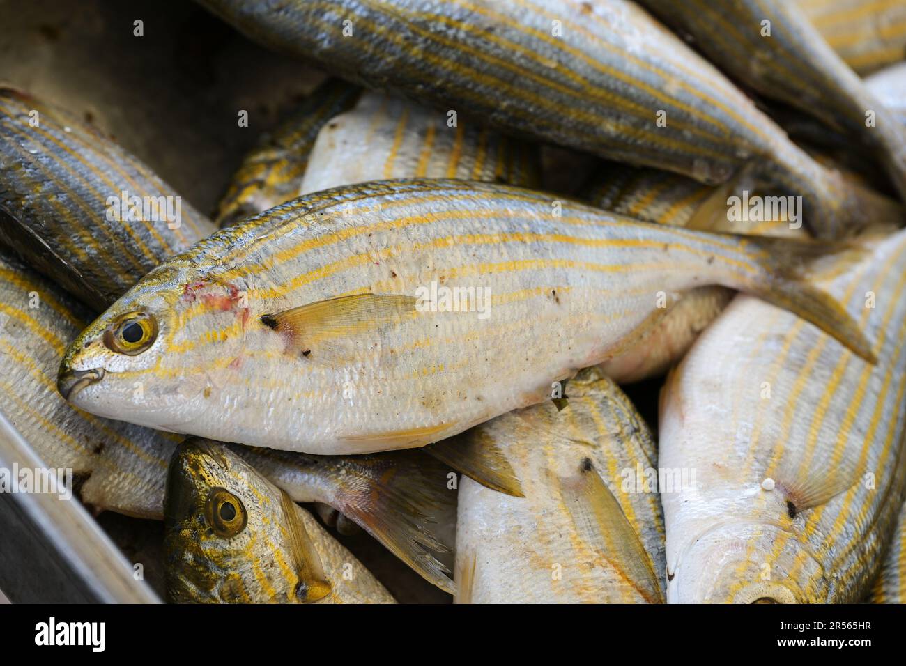Salema porgy (Sarpa Salpa) zum Verkauf auf einem griechischen Fischmarkt, Arten von Seebrassen, auch Traumfisch oder goldline genannt, ausgewählter Fokus, enge Tiefe von Fi Stockfoto