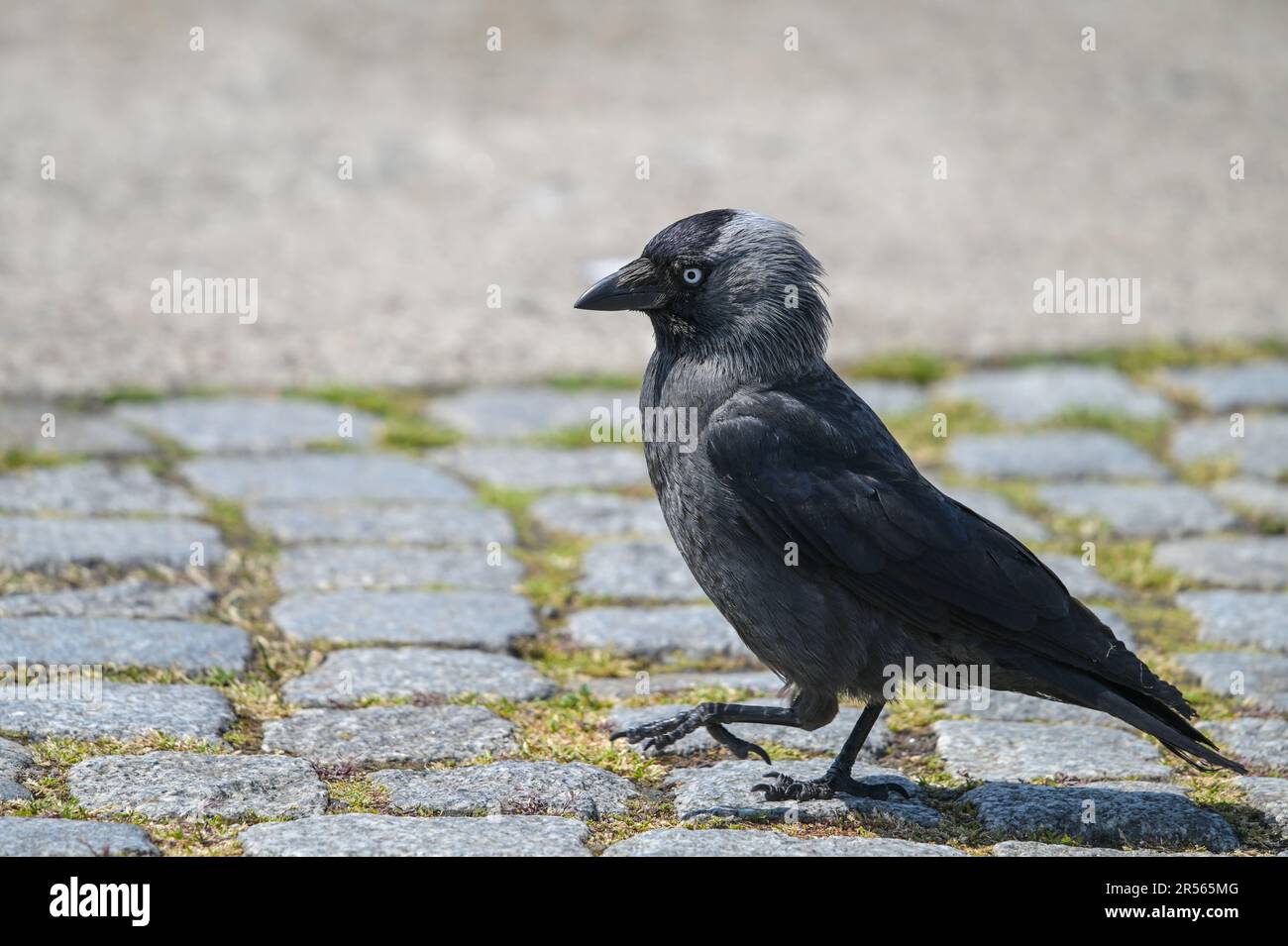 Westliche Jackdaw (Coloeus Monedula) auf einem kopfsteingepflasterten Pflaster, Passerinvogel in der Krähenfamilie, erkennbar an dem schwarz-grauen Gefieder und li Stockfoto