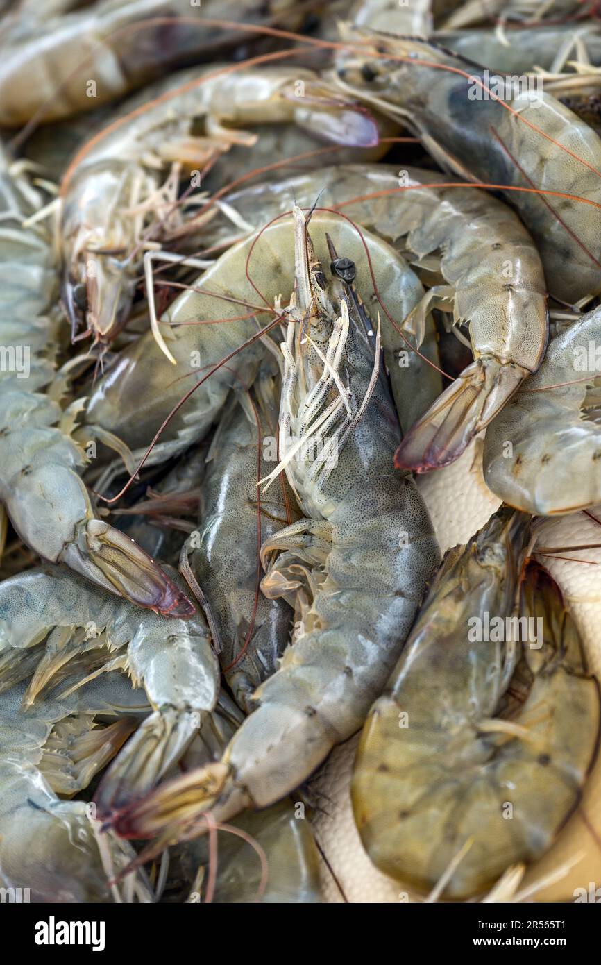 Frische rohe Garnelen aus dem Mittelmeer zum Verkauf auf einem griechischen Fischmarkt auf dem Stand eines Fischers, ausgewählter Schwerpunkt, schmale Feldtiefe, verti Stockfoto