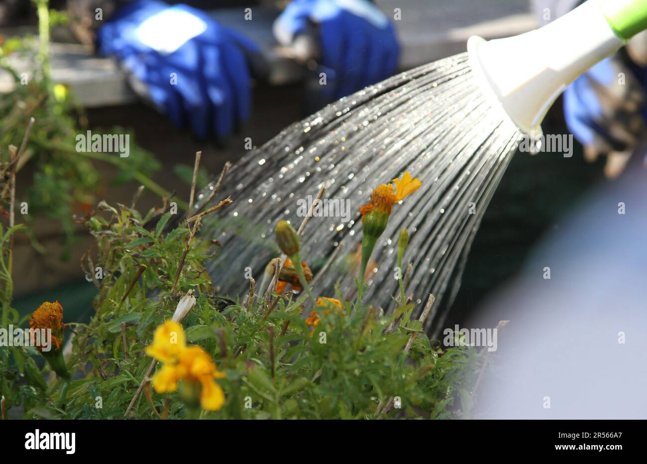 Eine Gießkanne, die von hinten beleuchtete Wassertropfen auf kleine orangefarbene Blumen und grüne Pflanzen streut. Ein Gärtner-Gärtner-Motto-Konzept. Stockfoto