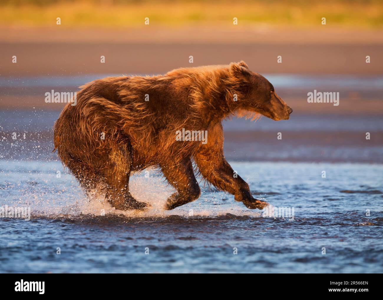 Braunbär an der Küste jagt Lachs. Stockfoto