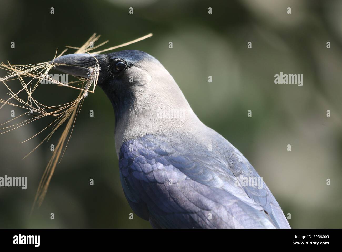 Eine Krähe (ausgesprochen /ˈkroʊ/) ist ein Vogel der Gattung Corvus oder allgemein ein Synonym für ganz Corvus. Krähen sind in der Regel schwarz. Das Wort Stockfoto