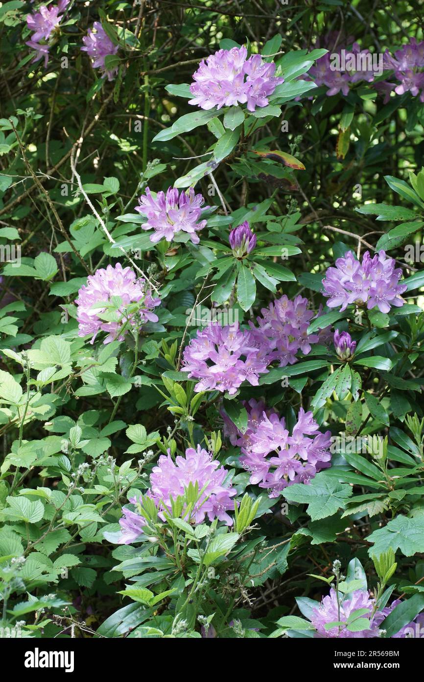 Rhododendron ponticum Stockfoto