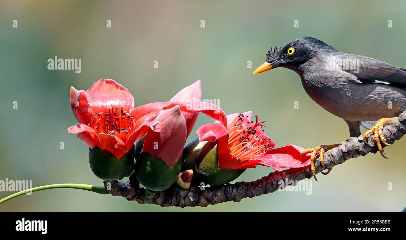 Die Dschungelmyna (Acridotheres fuscus) ist eine Myna, ein Mitglied der Starling-Familie. Es ist lückenhaft über einen Großteil des Festlands der verteilt Stockfoto