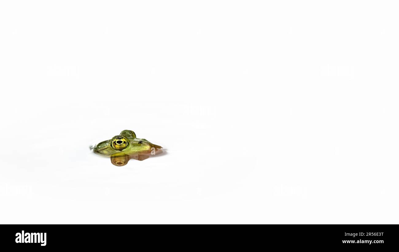 Der Kopf eines Frosches, der aus dem Wasser kommt, reflektiert, weißer Hintergrund, Minimalismus, Kopierraum, Negativraum Stockfoto