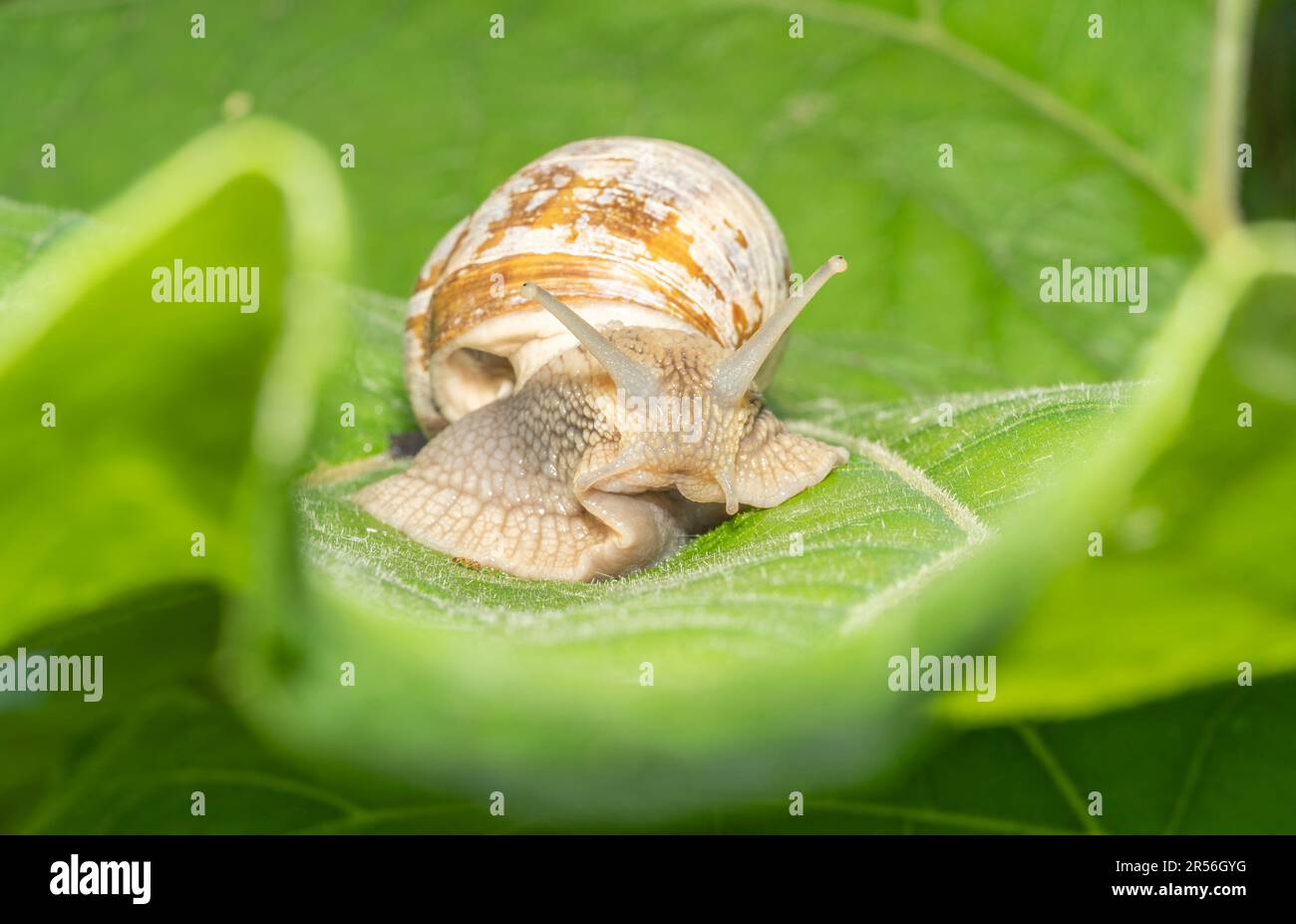 Die Weinschnecke Helic pomatia kriecht auf einem großen grünen Blatt Stockfoto