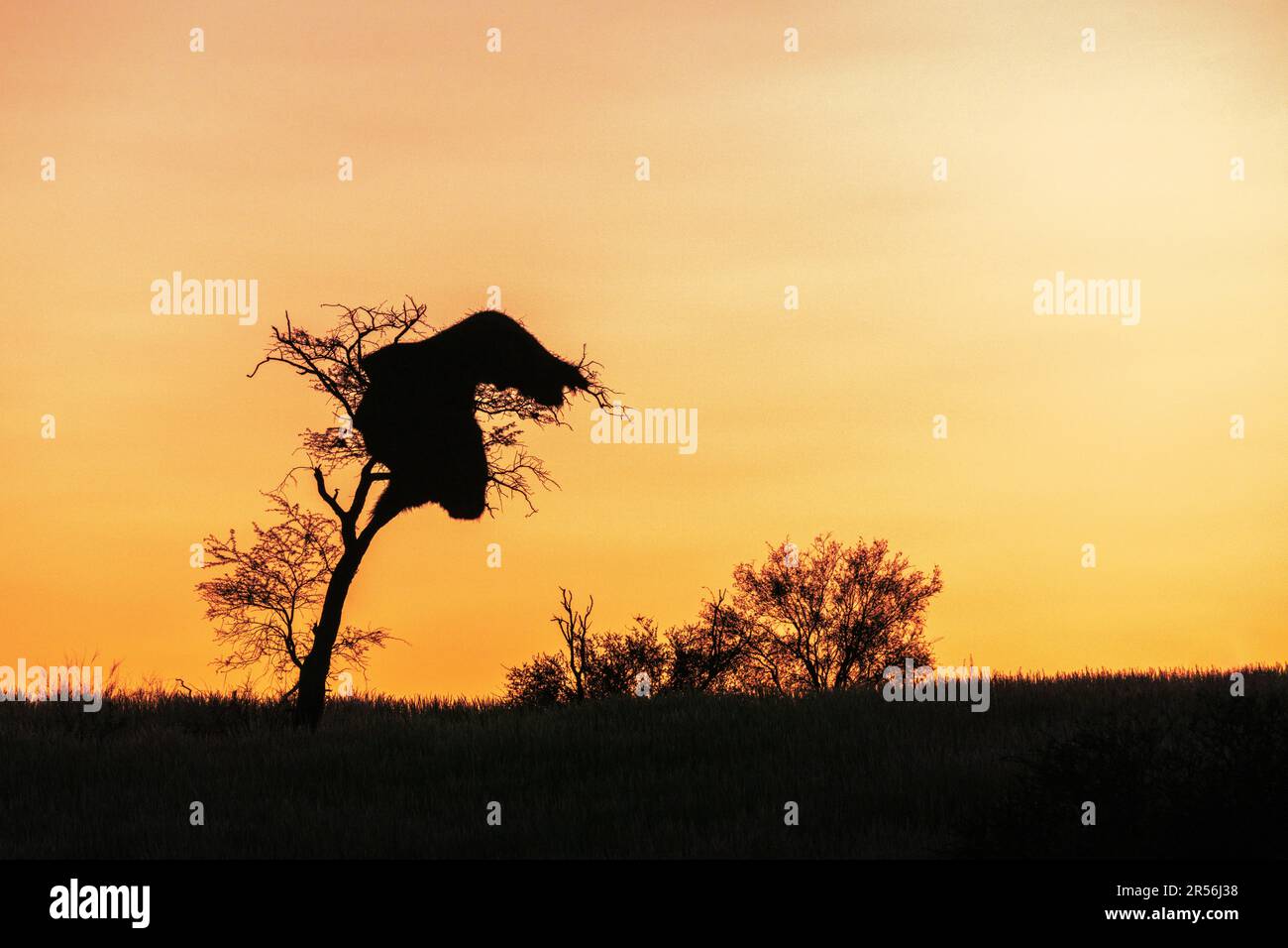 Afrikanischer Sonnenuntergang, Silhouette eines Baumes mit geselligen Weaver-Vogelnest. Kalahari, Kgalagadi Transfrontier Park, Südafrika Stockfoto