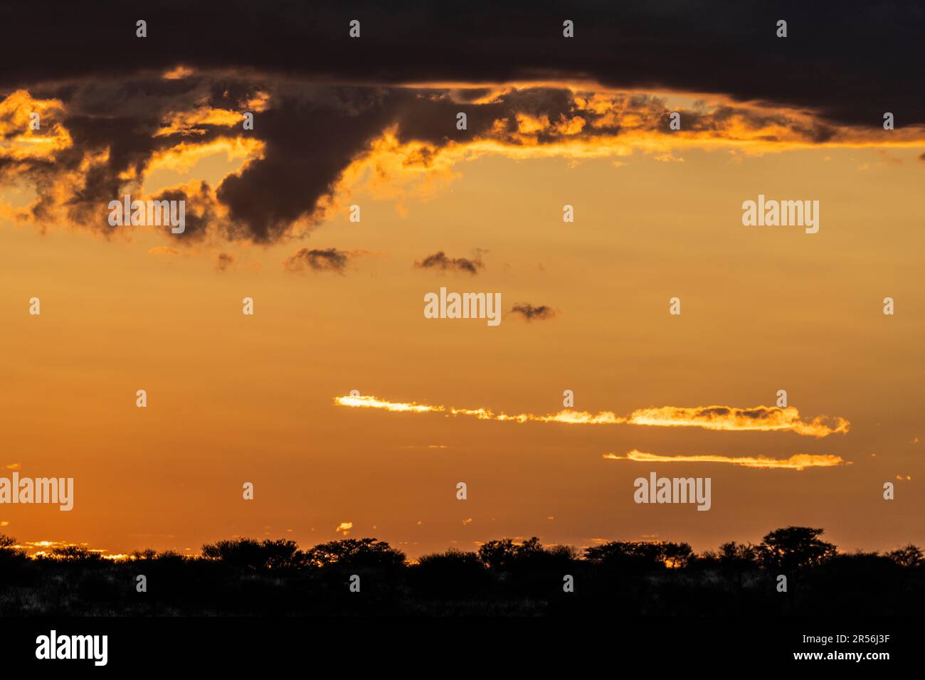 Das Bild der afrikanischen Sonnenuntergangslandschaft zeigt einen lebendigen Himmel mit Wolken und Landschaft. Kalahari, Kgalagadi Transfrontier Park, Südafrika Stockfoto