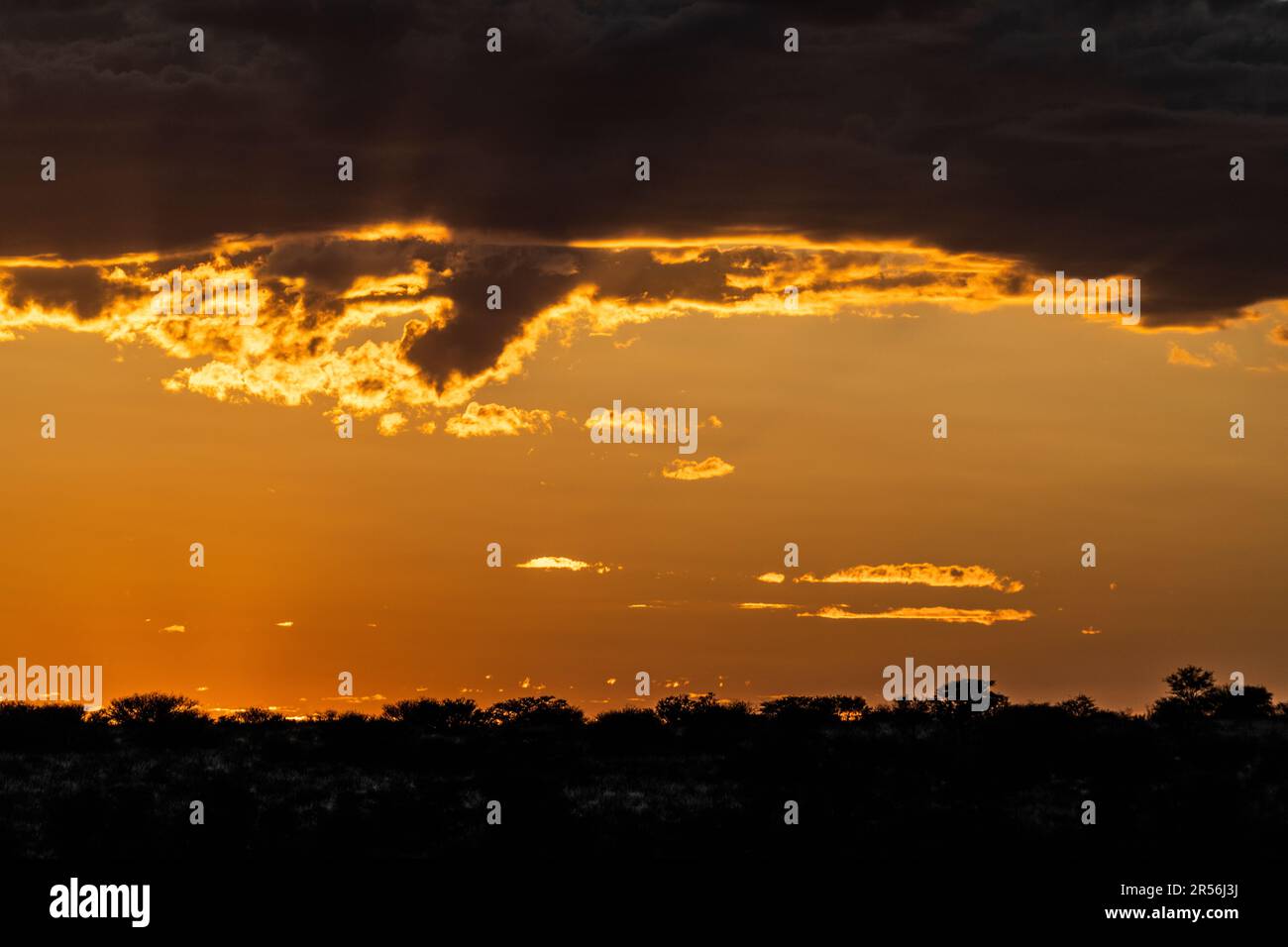 Das Bild der afrikanischen Sonnenuntergangslandschaft zeigt einen lebendigen Himmel mit Wolken und Landschaft. Kalahari, Kgalagadi Transfrontier Park, Südafrika Stockfoto