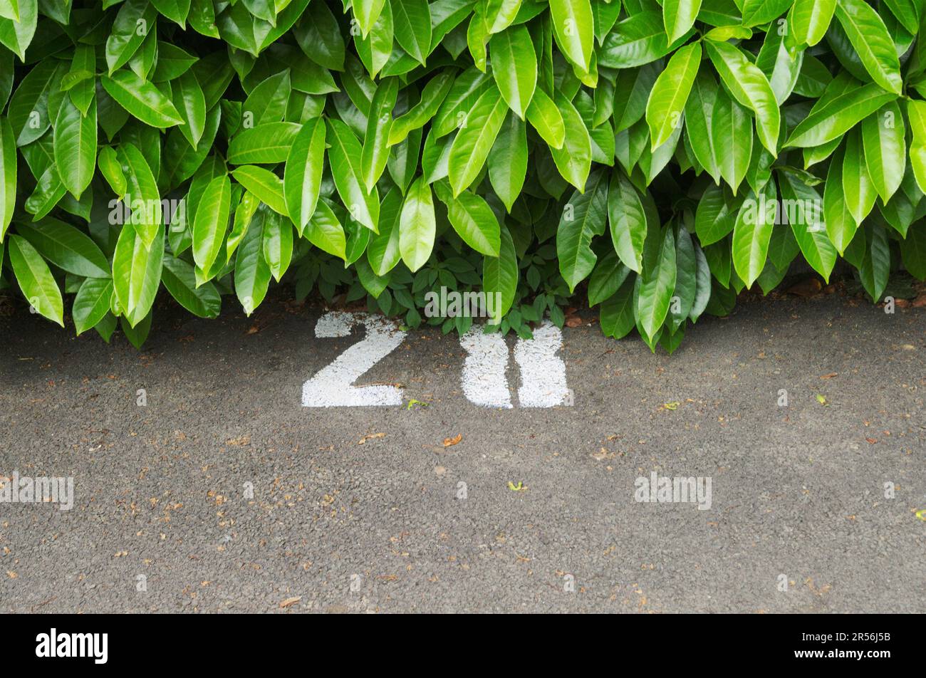 Parknummer auf Asphalt gemalt, teilweise mit Blättern bedeckt Stockfoto