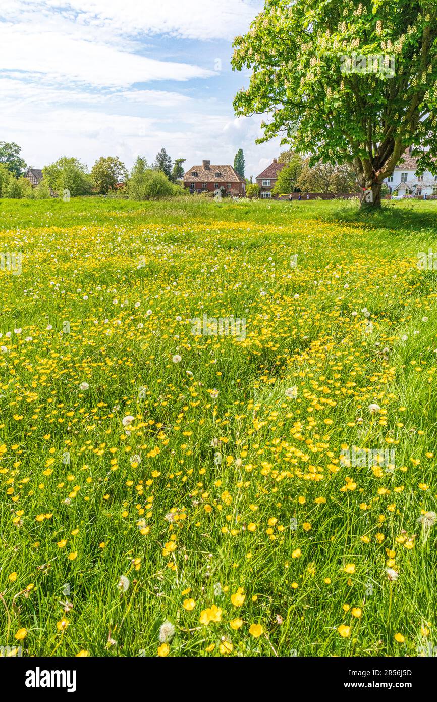 Butterblumen im Frühling auf einem der größten Dorfgreens in Großbritannien im Dorf Frampton in Severnside auf Severn, Gloucestershire, England, Großbritannien Stockfoto