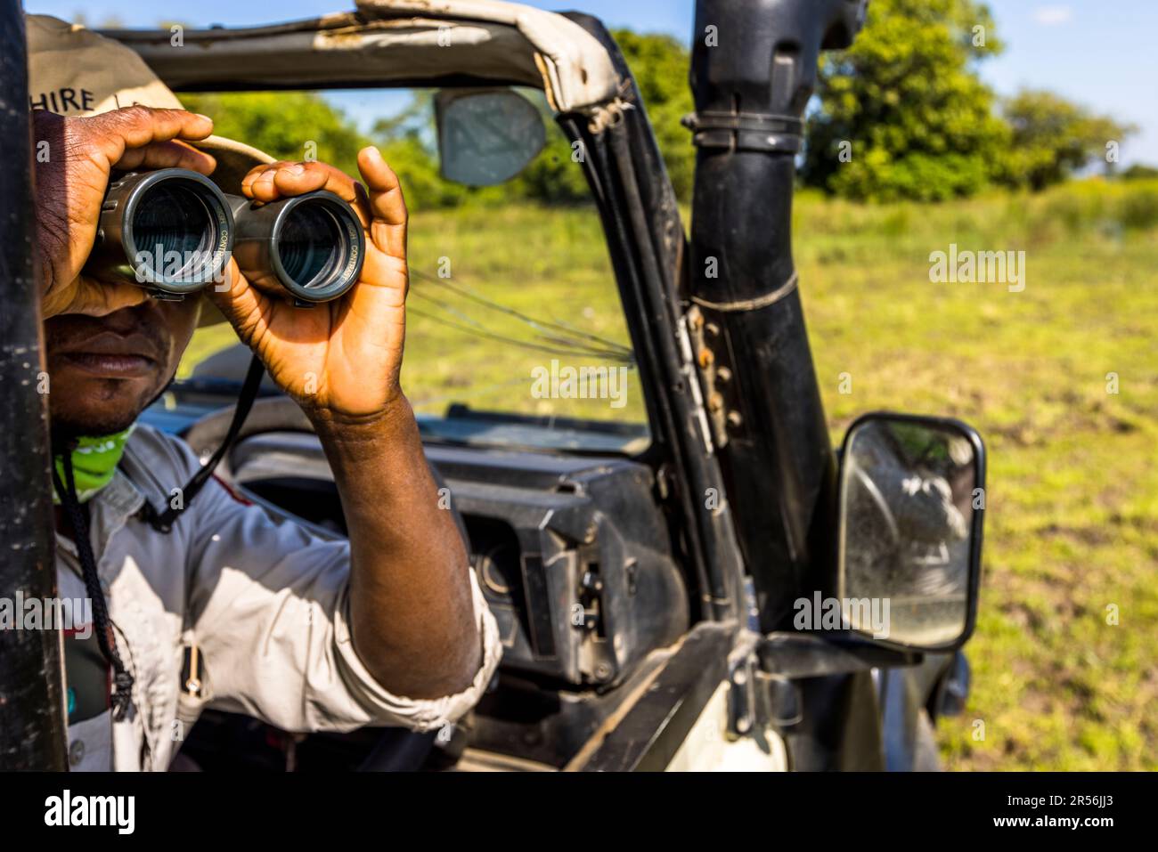 Guide Tom hält ein Fernglas vor die Augen während der Safarifahrt im Liwonde-Nationalpark, Malawi; er sucht nach einer Löwenherde mit vier Jungen. Stockfoto