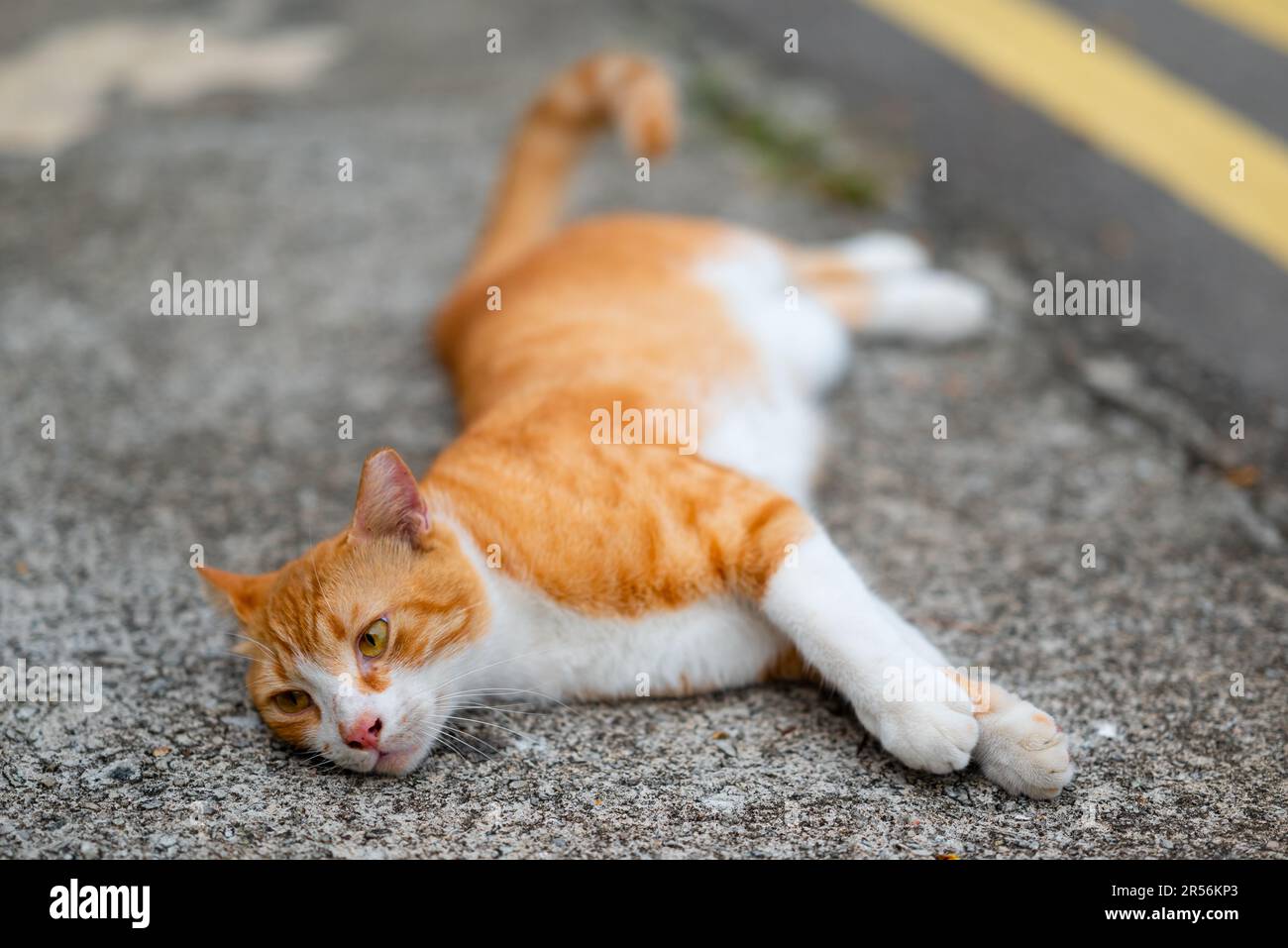 Singapur streunende Katzen im Wohngebiet Stockfoto