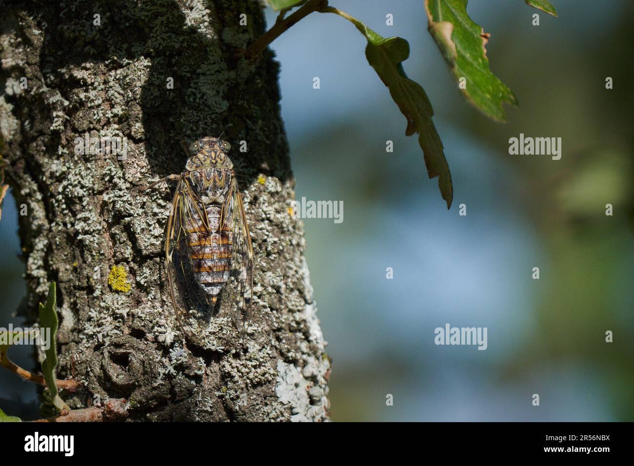Cicada singt auf einem Baumstamm in den Hügeln über Crozes-Hermitage Stockfoto