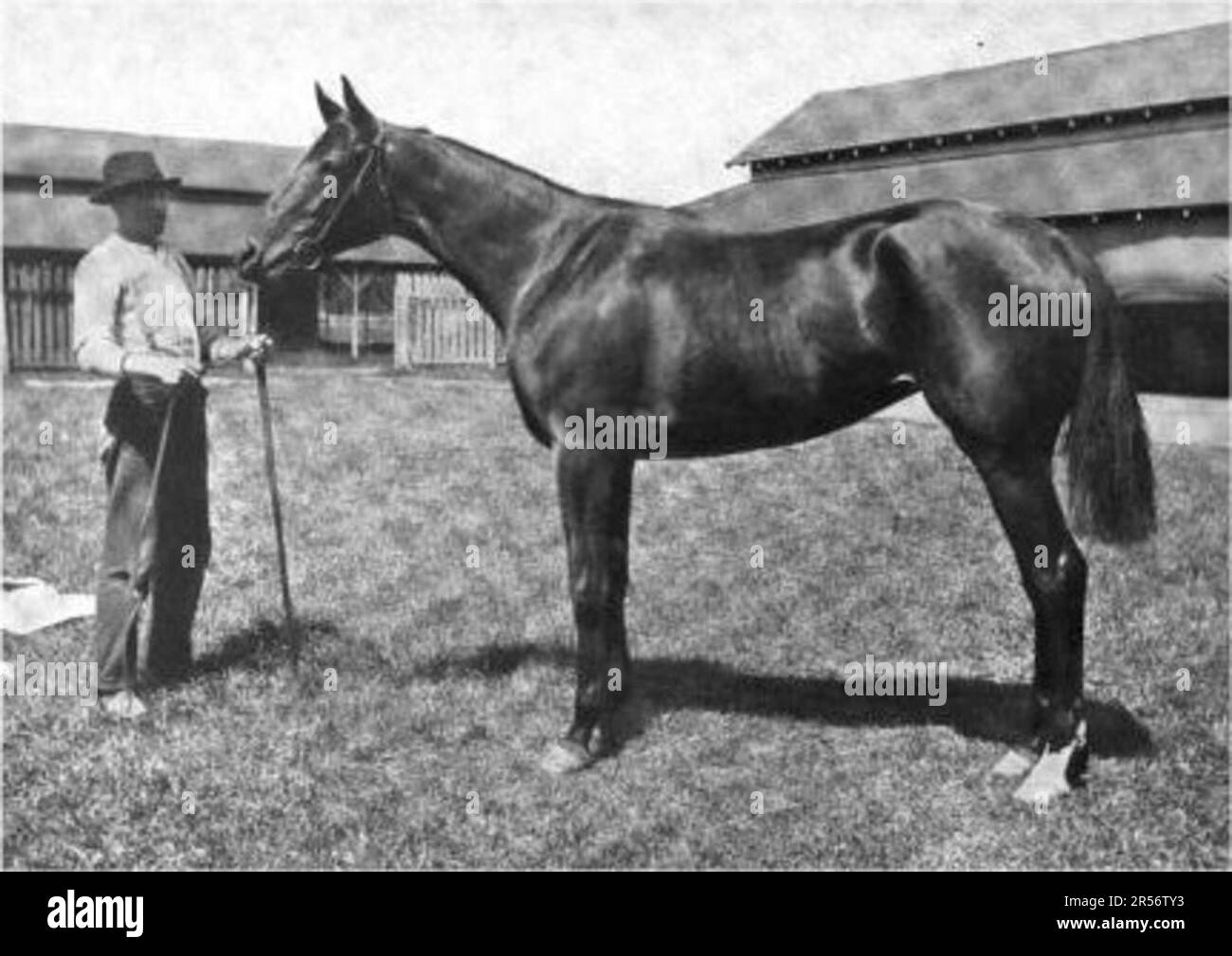 Vollblut-Stute, Caps and Bells, die 1902 die Epsom Oaks gewann. Stockfoto