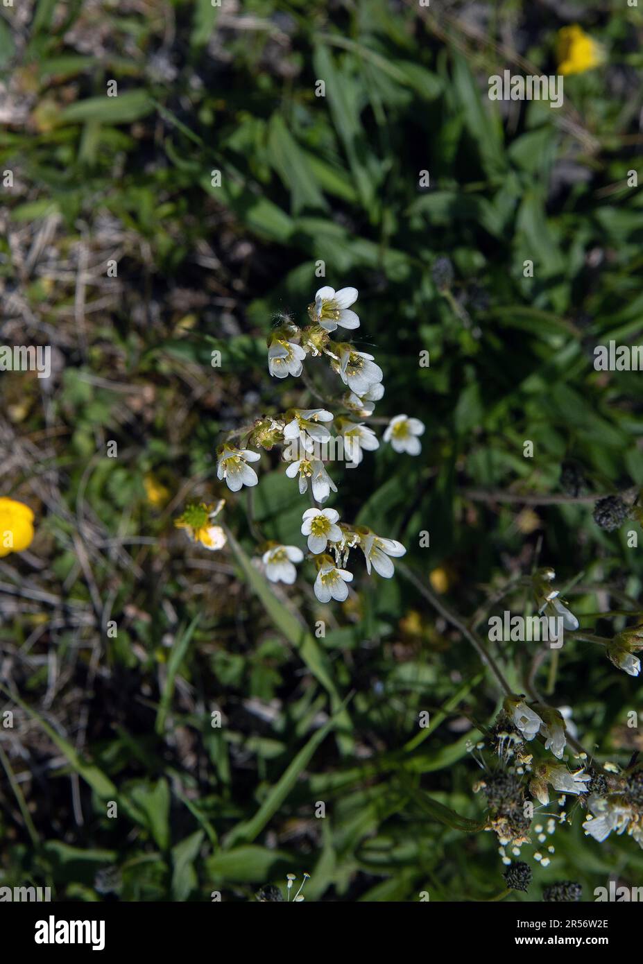 Wiesensaxifrage (Saxifraga granulata) blühende weiße Blüten in schweden Stockfoto