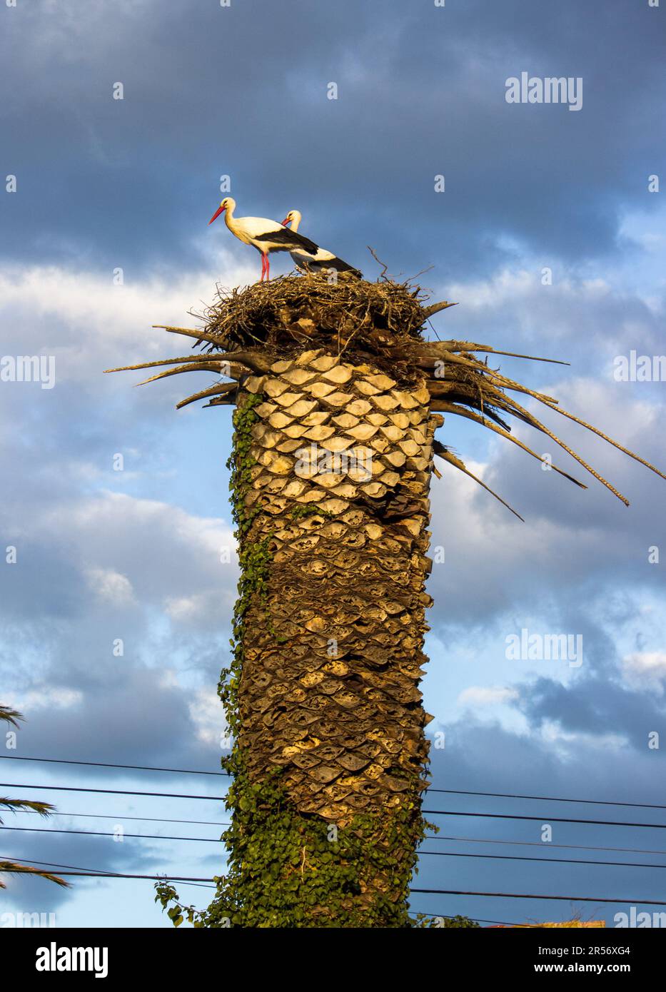 Störche, die auf der alten Palme nisten, Stockfoto