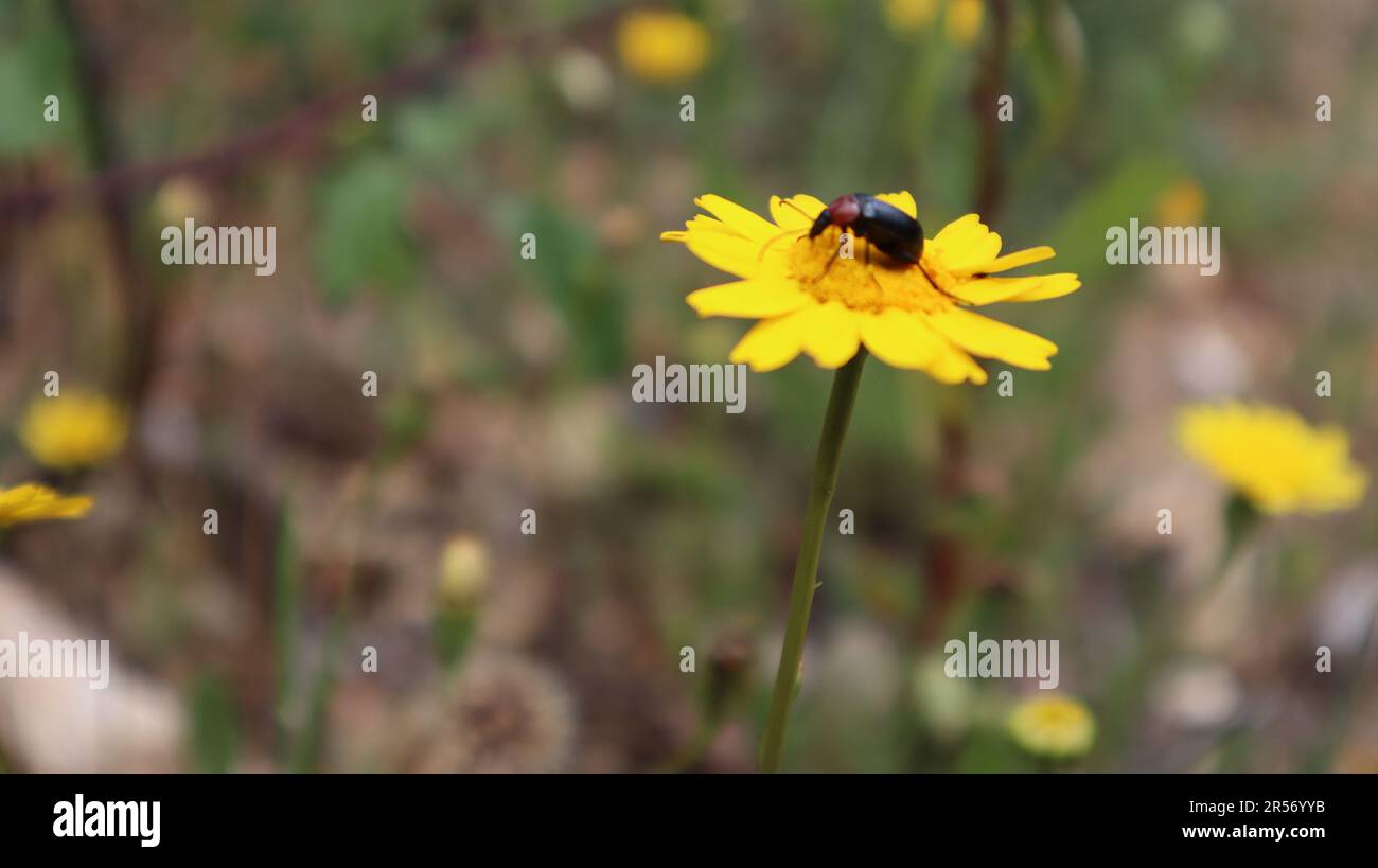 Gelbe Blume mit einem Insekt oben im Busch, Bäume und Pflanzen Stockfoto