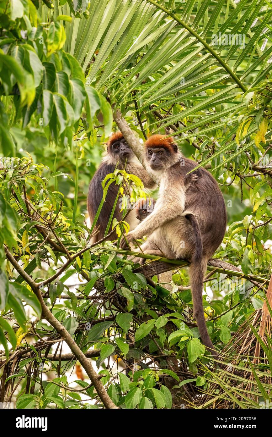 Eine Familie von Uganda-Roten Stummelaffen (Piliocolobus tephrosceles) oder Ascheroter Stummelaffe in den Bäumen. Kibale, Uganda. Dieser Primat ist vom Aussterben bedroht Stockfoto