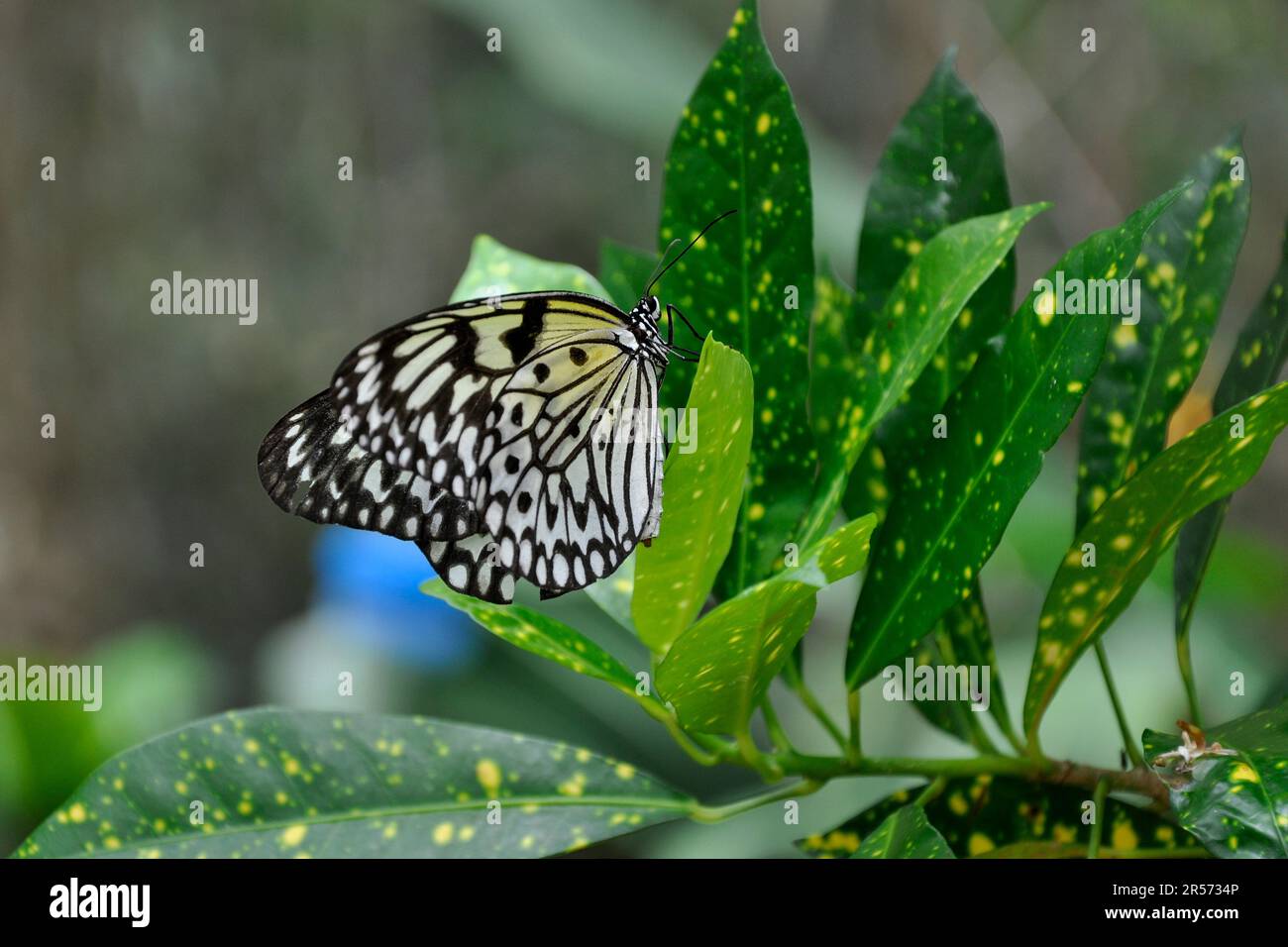 Philippinen. Insel Visayas. Schmetterling Stockfoto