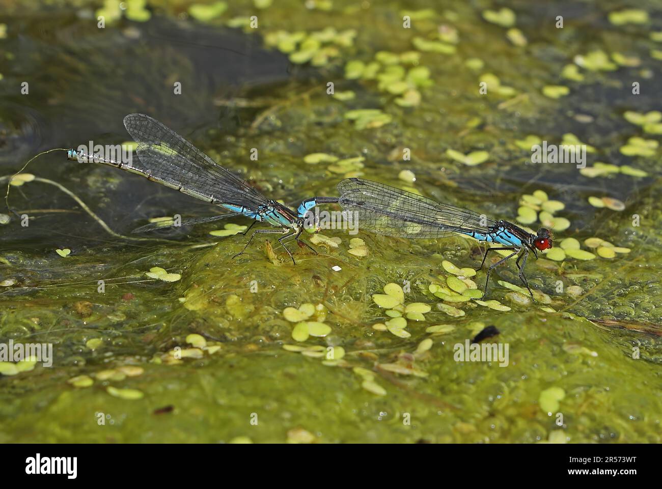 Kleines rothäugiges Damselfly-Paar (Erythromma viridulum) im Teich Eccles-on-Sea, Norfolk, Großbritannien August Stockfoto