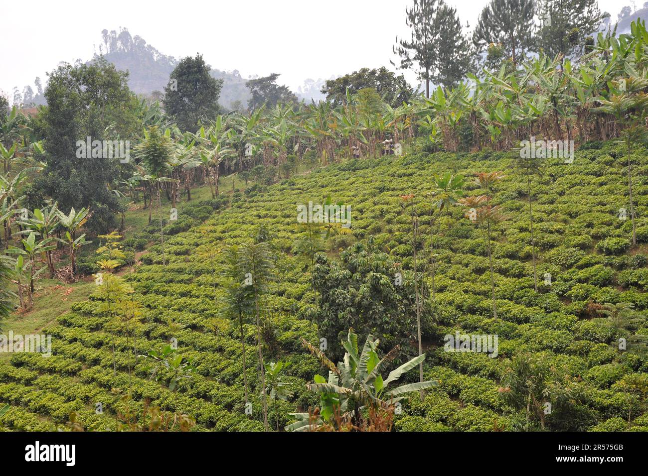 Uganda. Nationalpark Stockfoto