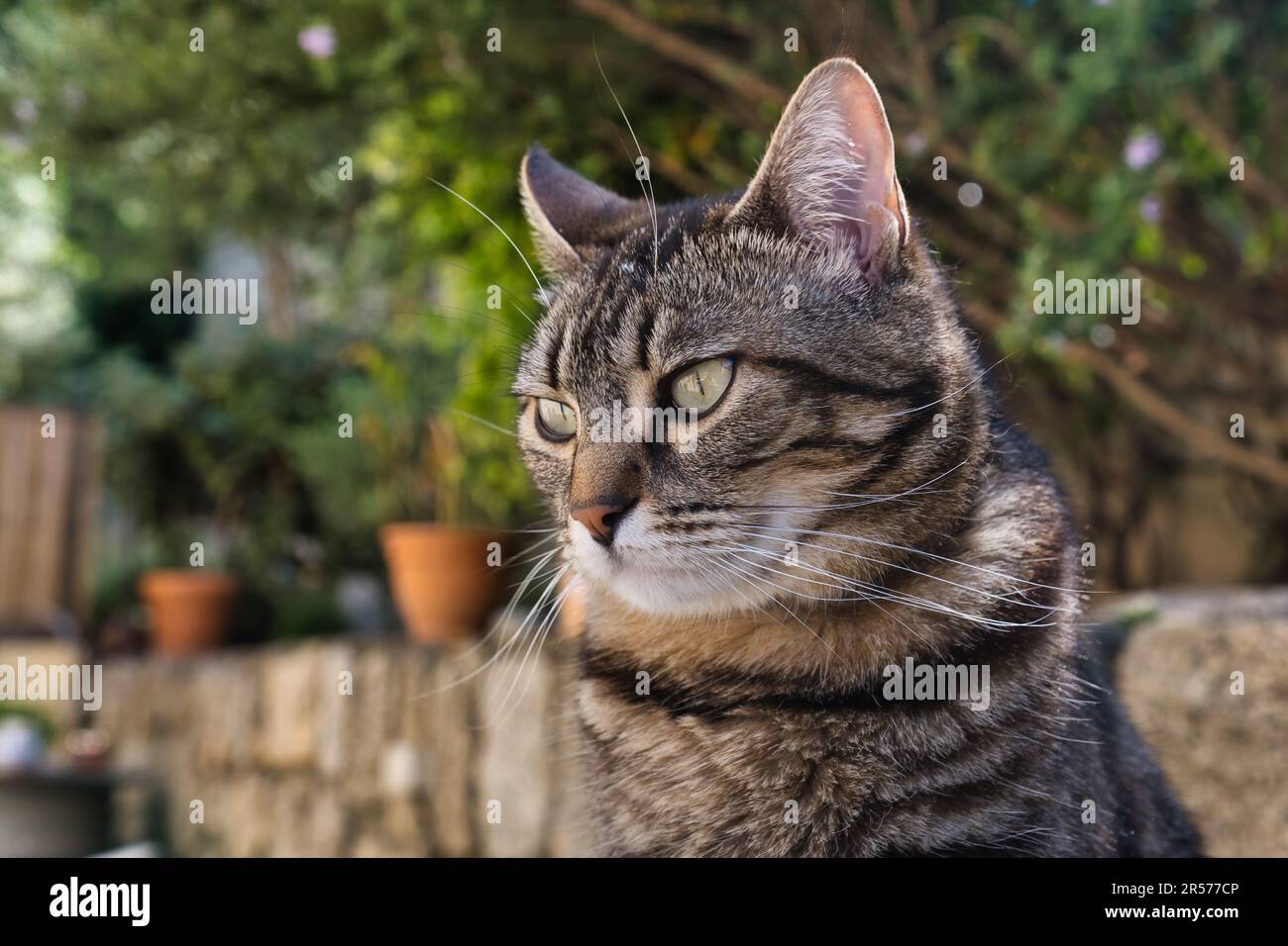 Nahaufnahme einer gestreiften grauen Katze Stockfoto