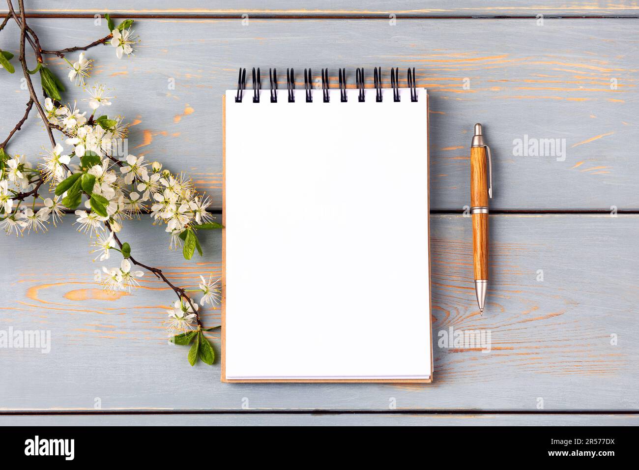 Öffnen Sie das Notizbuch mit leerer Seite und den Stift auf einem blauen Holztisch mit Kirschblüten. Draufsicht, flach liegend, Arbeitsbereich auf blauem Hintergrund. Stockfoto