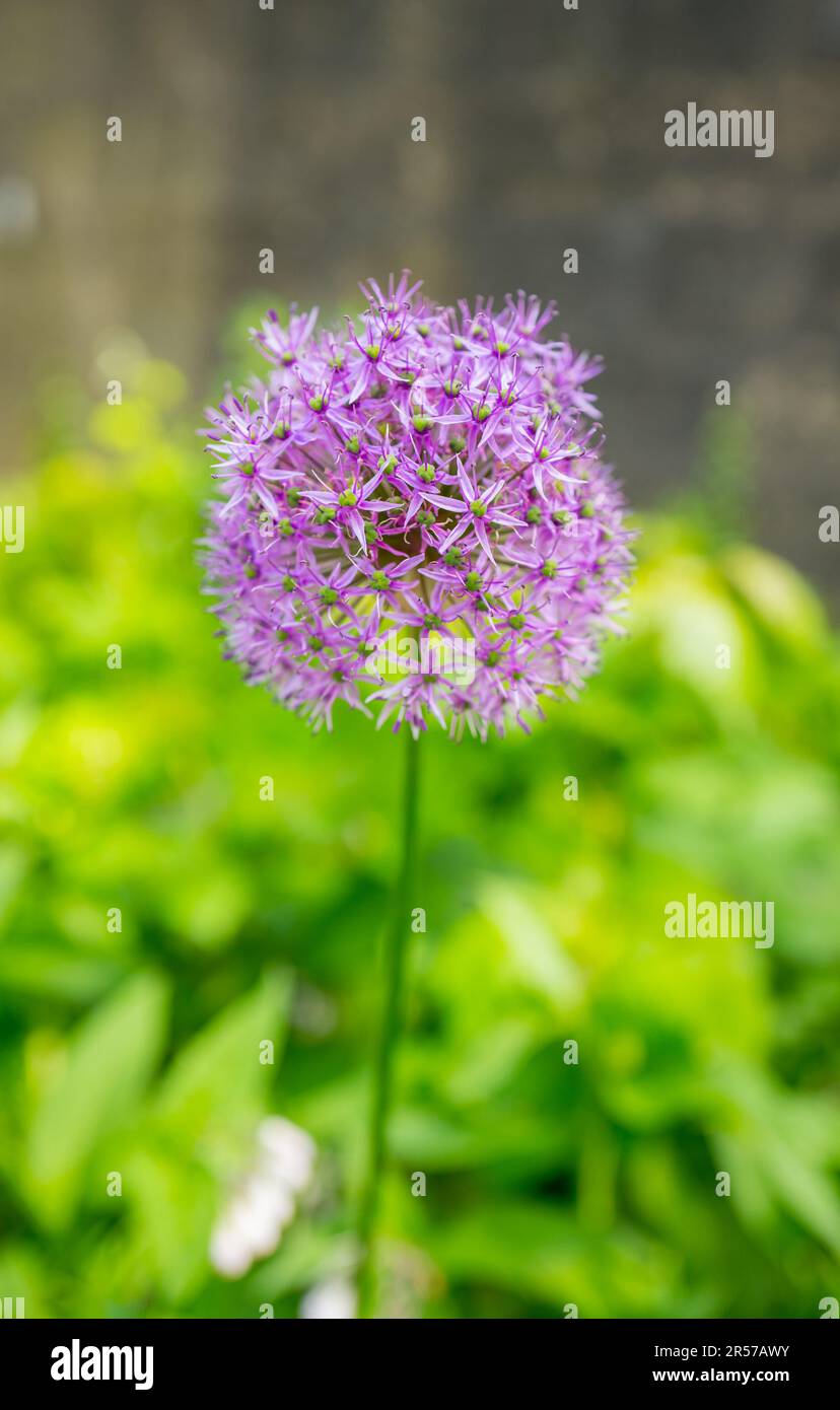 Allium-Pflanzen, auch als Zierzwiebeln in voller Blüte bekannt. Stockfoto