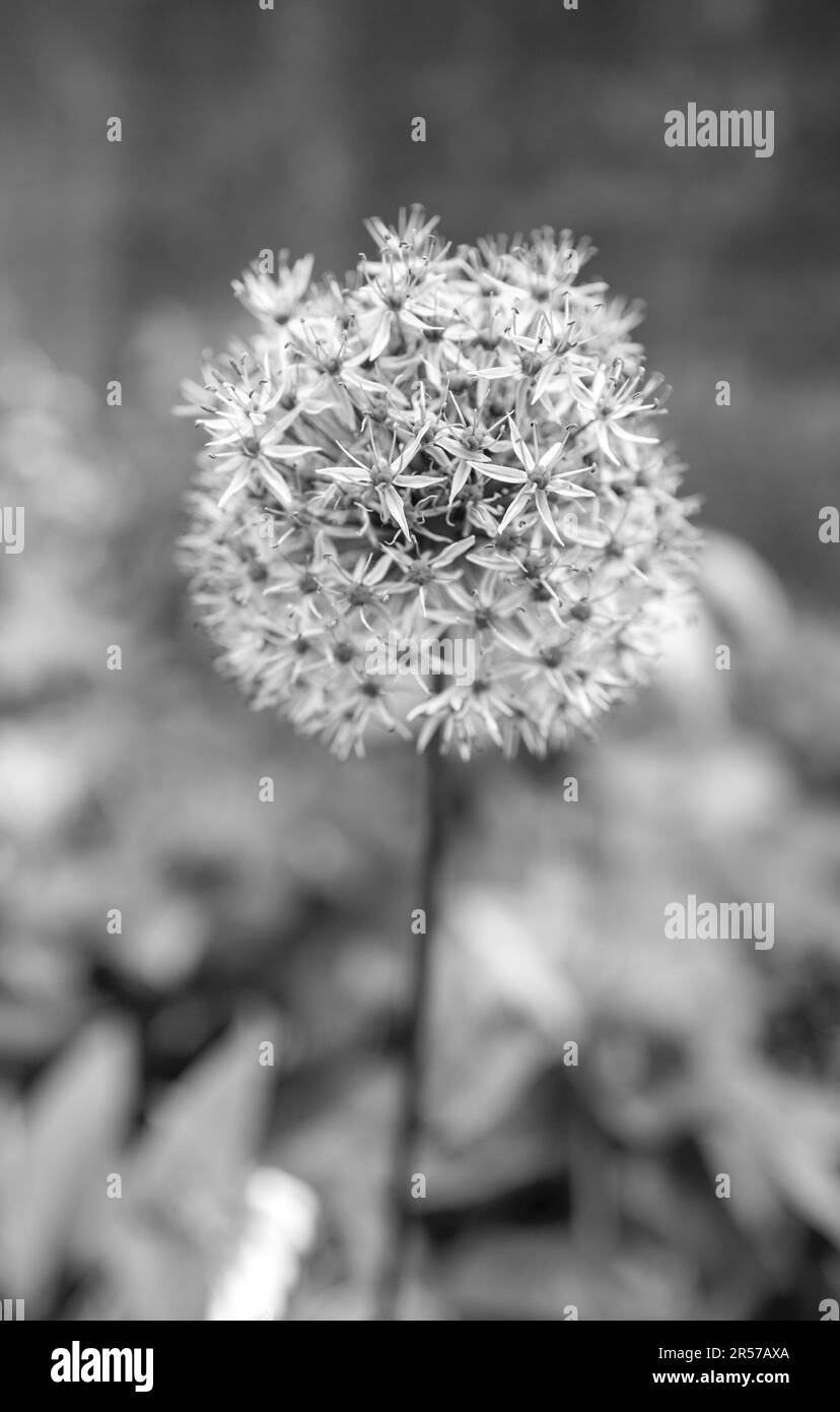 Allium-Pflanzen, auch als Zierzwiebeln in voller Blüte bekannt. Stockfoto