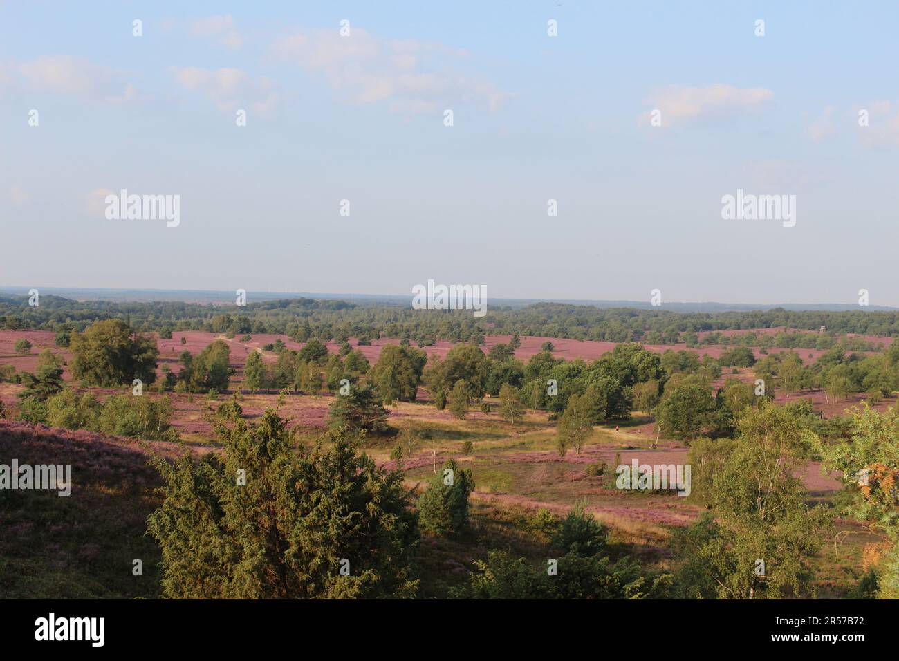 Einzigartige Natur der Lüneburger Heide Stockfoto