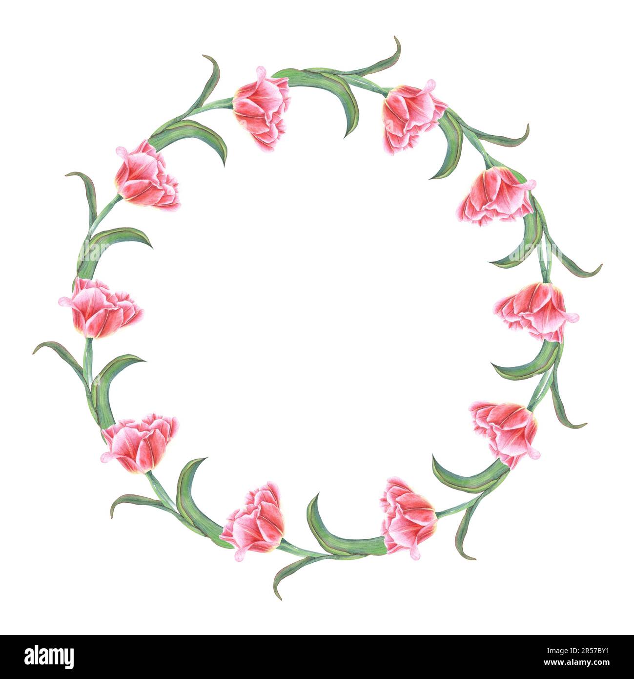 Aquarelle Tulpenscheide auf weißem Hintergrund isoliert. Botanische Illustration zum Erstellen von Postkartendesign, Einladungsvorlage Stockfoto