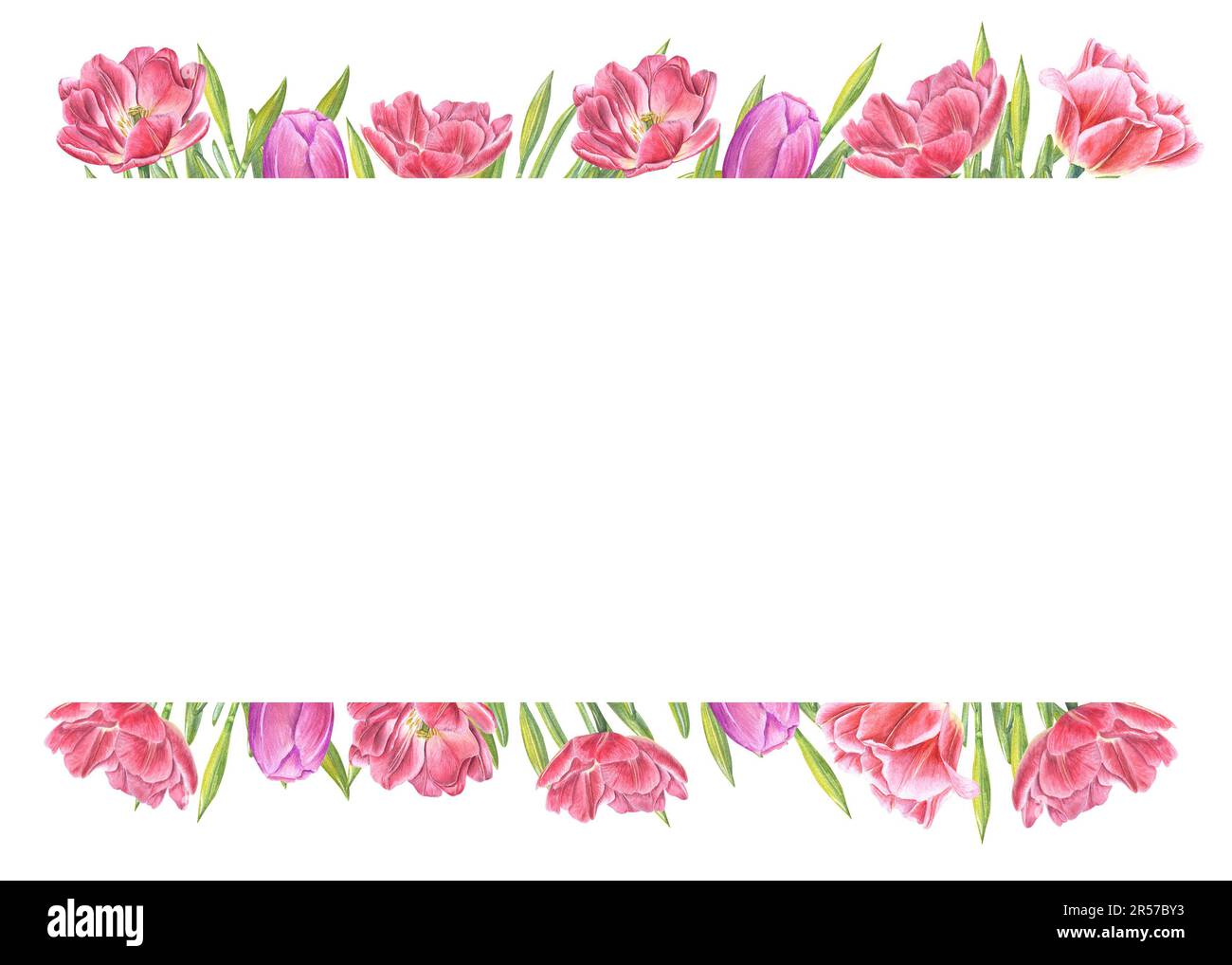 Wässriger horizontaler Rahmen verschiedener rosafarbener Tulpen mit isoliertem Kopierbereich auf weißem Hintergrund. Botanische Illustration zum Erstellen eines Grußdesigns Stockfoto