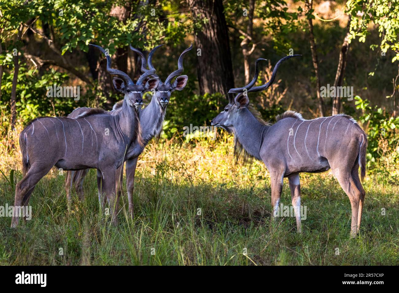 Drei männliche Großer Kudu (Tragelaphus strepsiceros) mit ihren charakteristischen Spiralhörnern stehen im Liwonde-Nationalpark, Malawi; die jungen Böcke haben noch keine eigene Herde und versammeln sich in kleinen Gruppen. Stockfoto