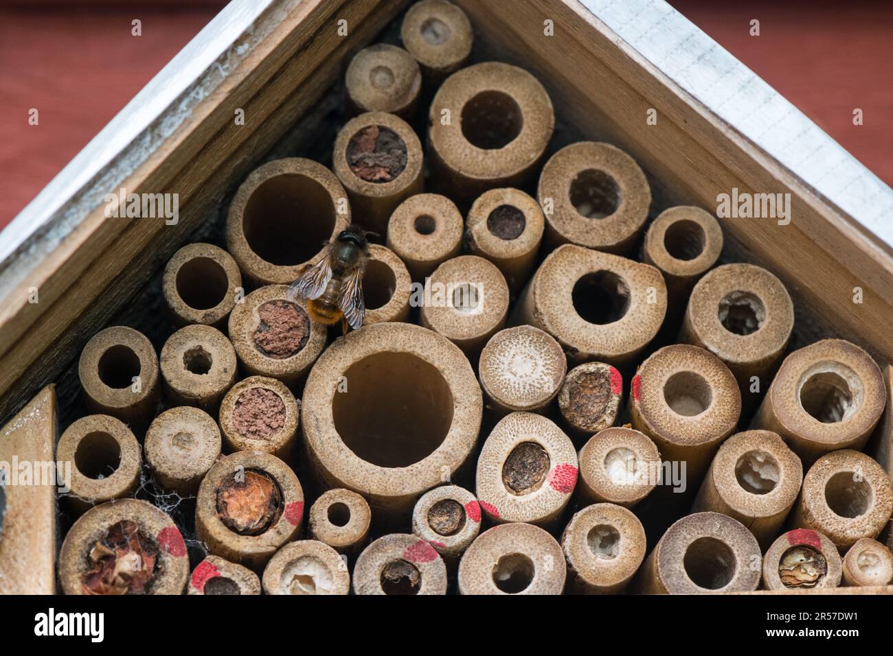 mason Biene oder Mauerwerk Biene versiegelt den Eingang zu ihren Eizellen mit Schlamm, Sand, den sie mit ihrem Speichel mischen. Stockfoto