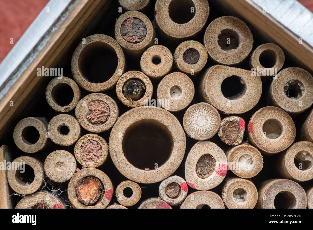 Patchwork-Blattschneider Biene, Megachile Centuncularis, versiegelt den Eingang zu ihren Eizellen mit Blättern, die sie zu einem Fruchtfleisch kauen und mit Speichel mischen. Stockfoto