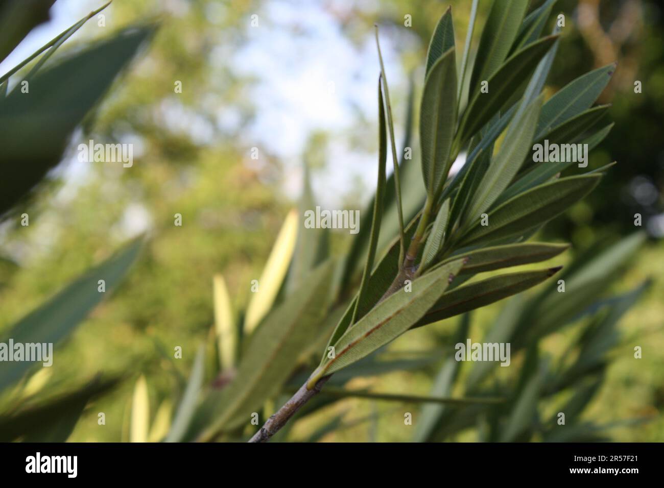 DSLR-Bilder von Blumen im Freien bei Tageslicht Stockfoto