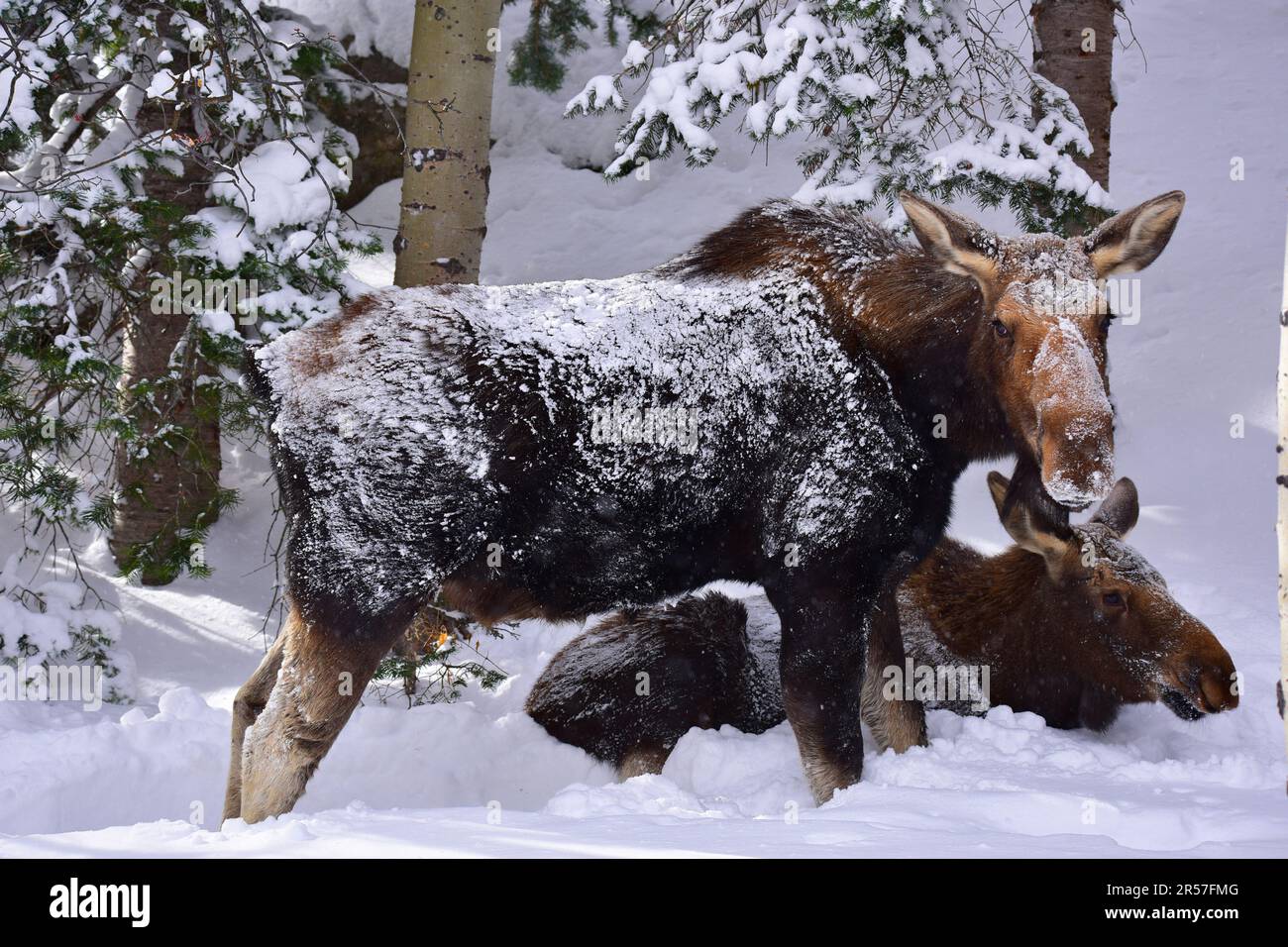 Elche im Winter in den Rockies Stockfoto