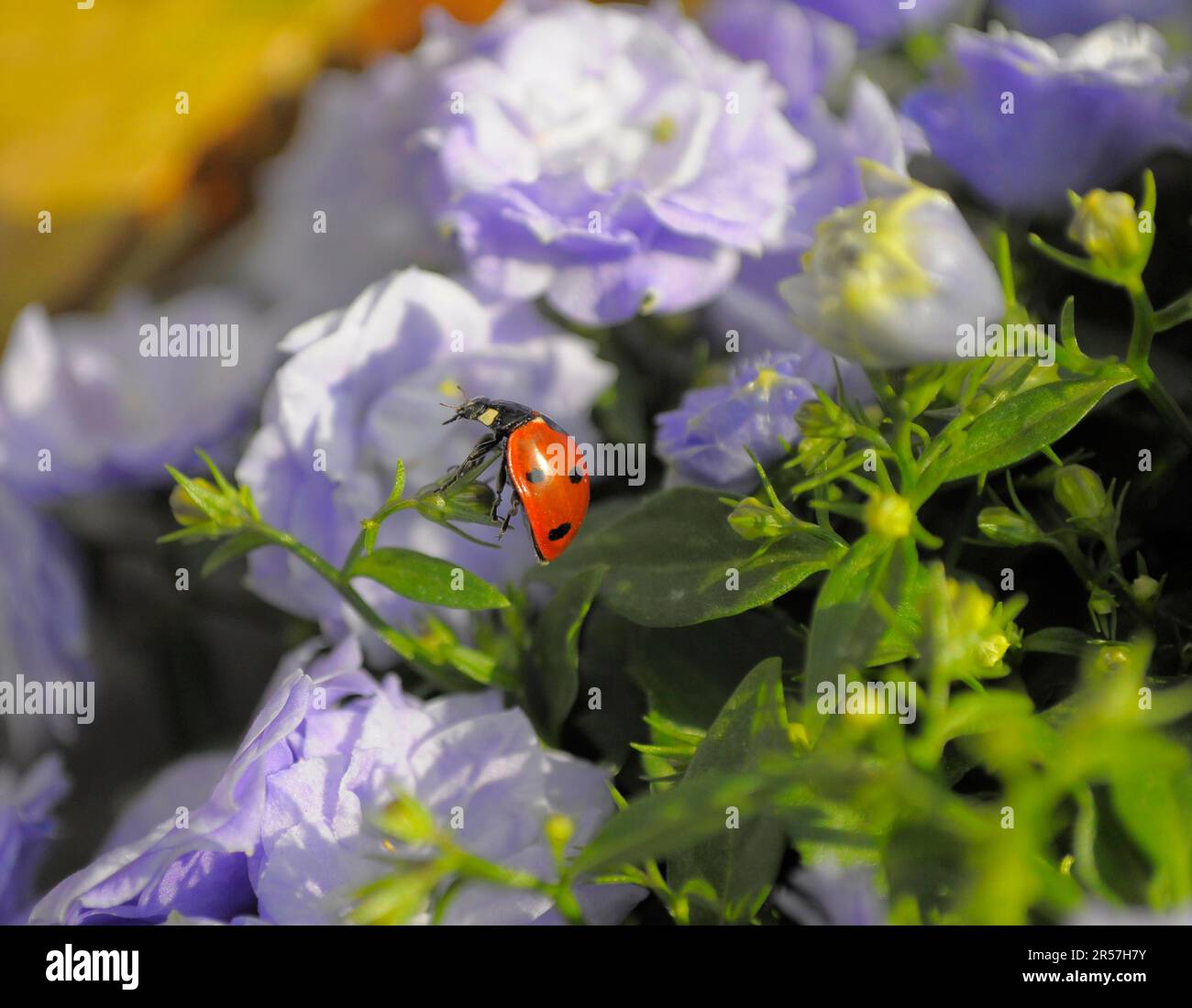 Doppelbellblume (Campanula) mit Marienkäfer im Garten Bali, Seven-spott Marienkäfer (Coccinella septempunctata), Sieben-Punkt Stockfoto