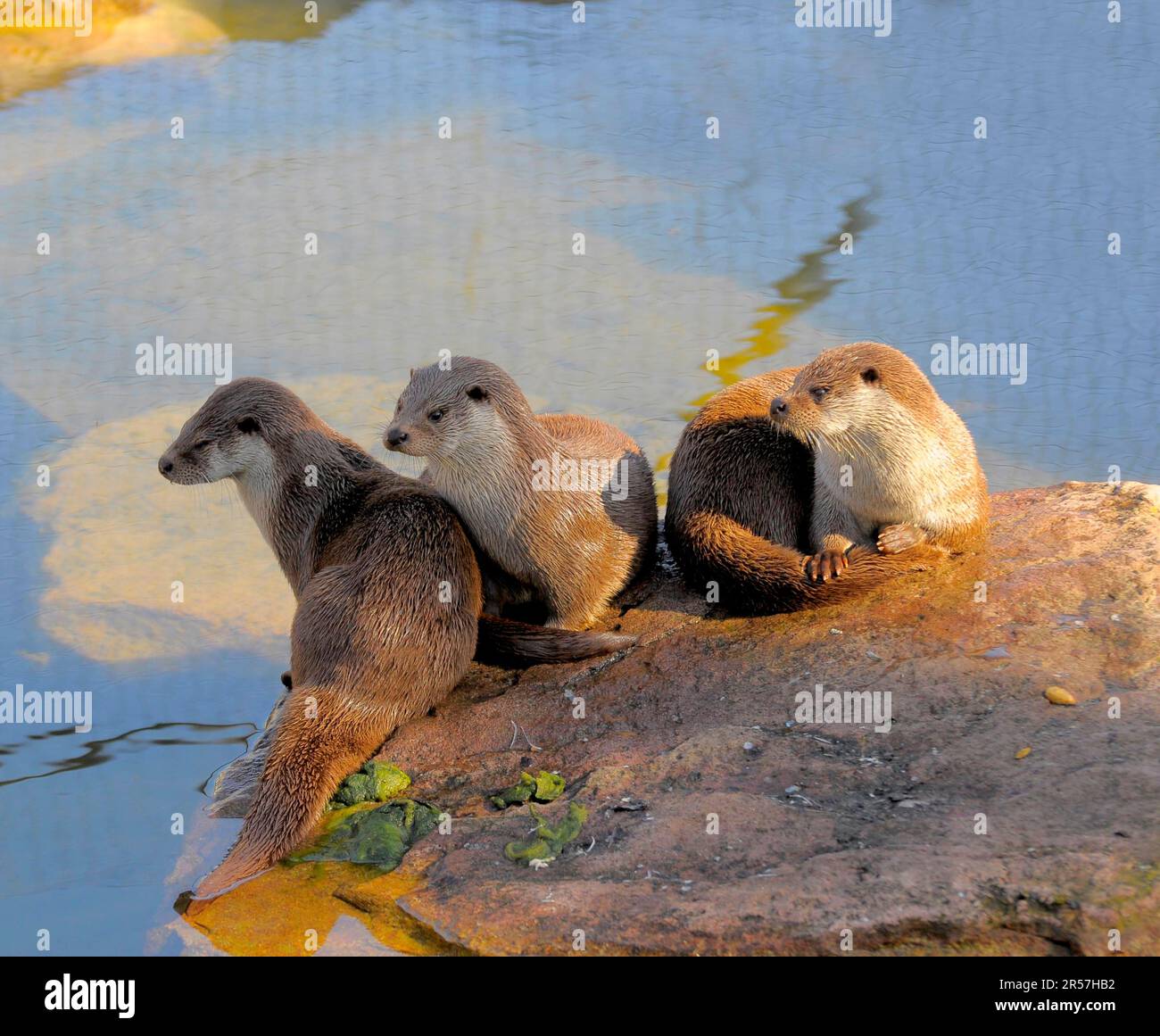 Europäischer Otter (Lutra lutra), Ottergruppe am Rand eines Teiches, Pforzheim Zoo Stockfoto