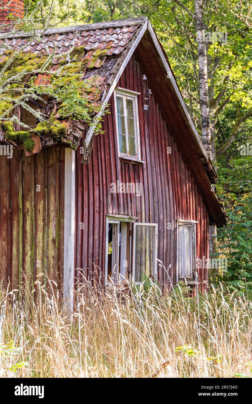 Altes verlassenes Haus im Wald mit einem überwucherten Garten, Schweden Stockfoto