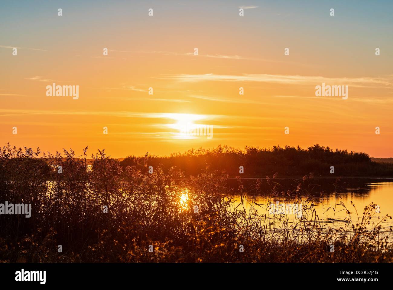 Sonnenuntergang an einem See mit Schilf im Sommer, Hornborgasjoen, Schweden Stockfoto