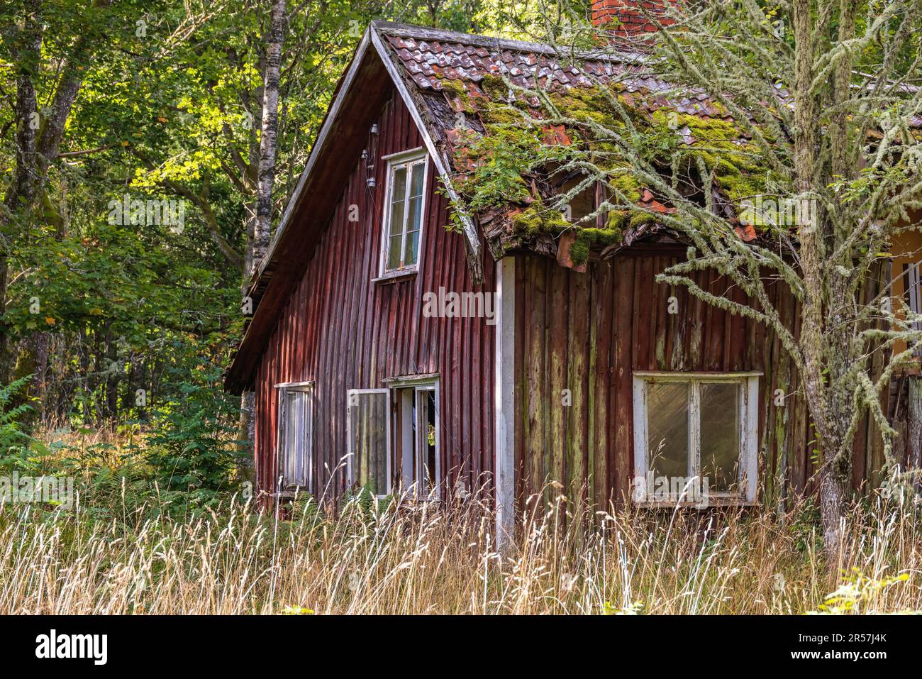 Altes verlassenes Haus im Wald mit einem überwucherten Garten, Schweden Stockfoto
