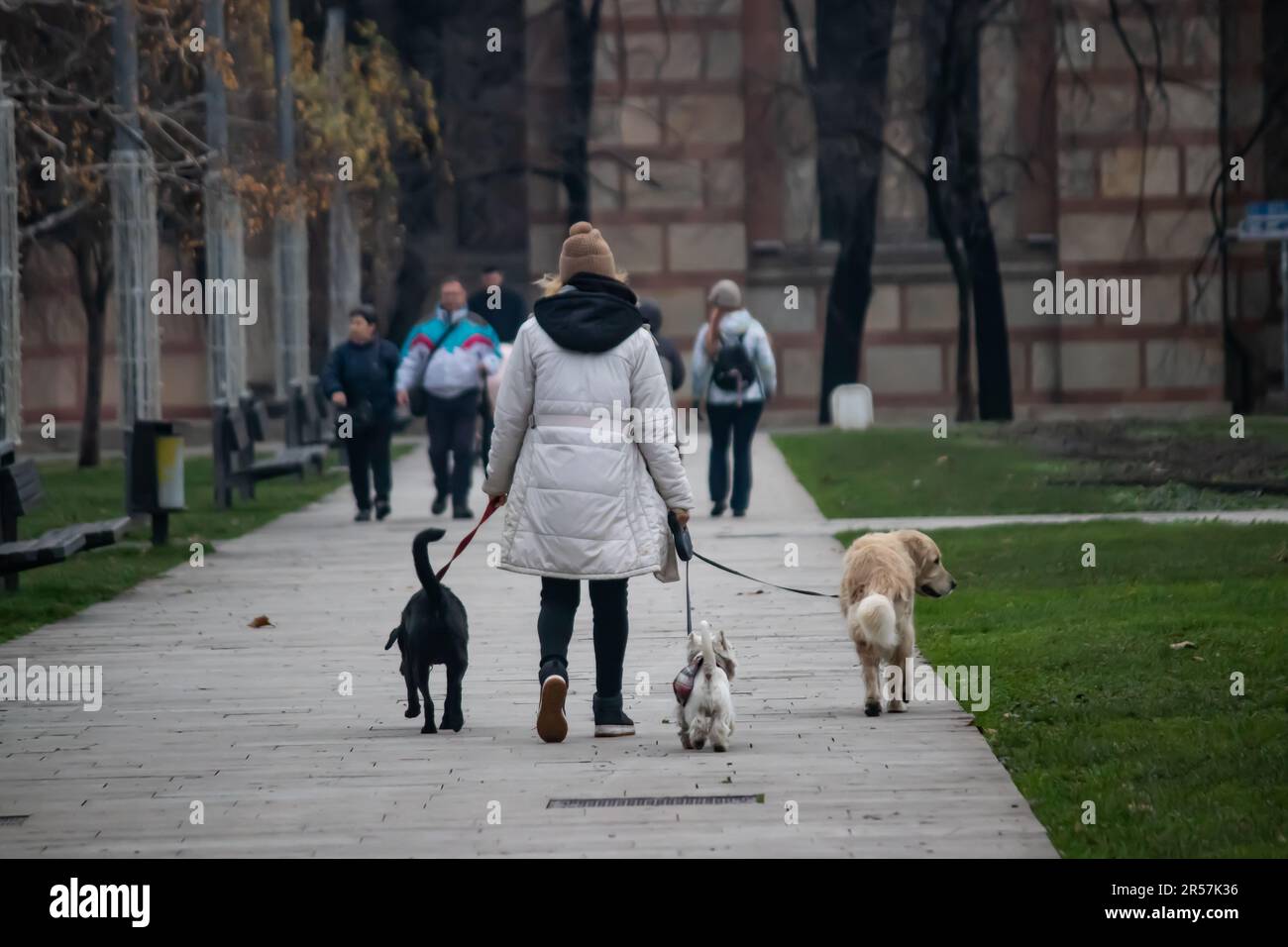 Weibliche professionelle Hundegängerin, die Hunde im Park trainiert Stockfoto