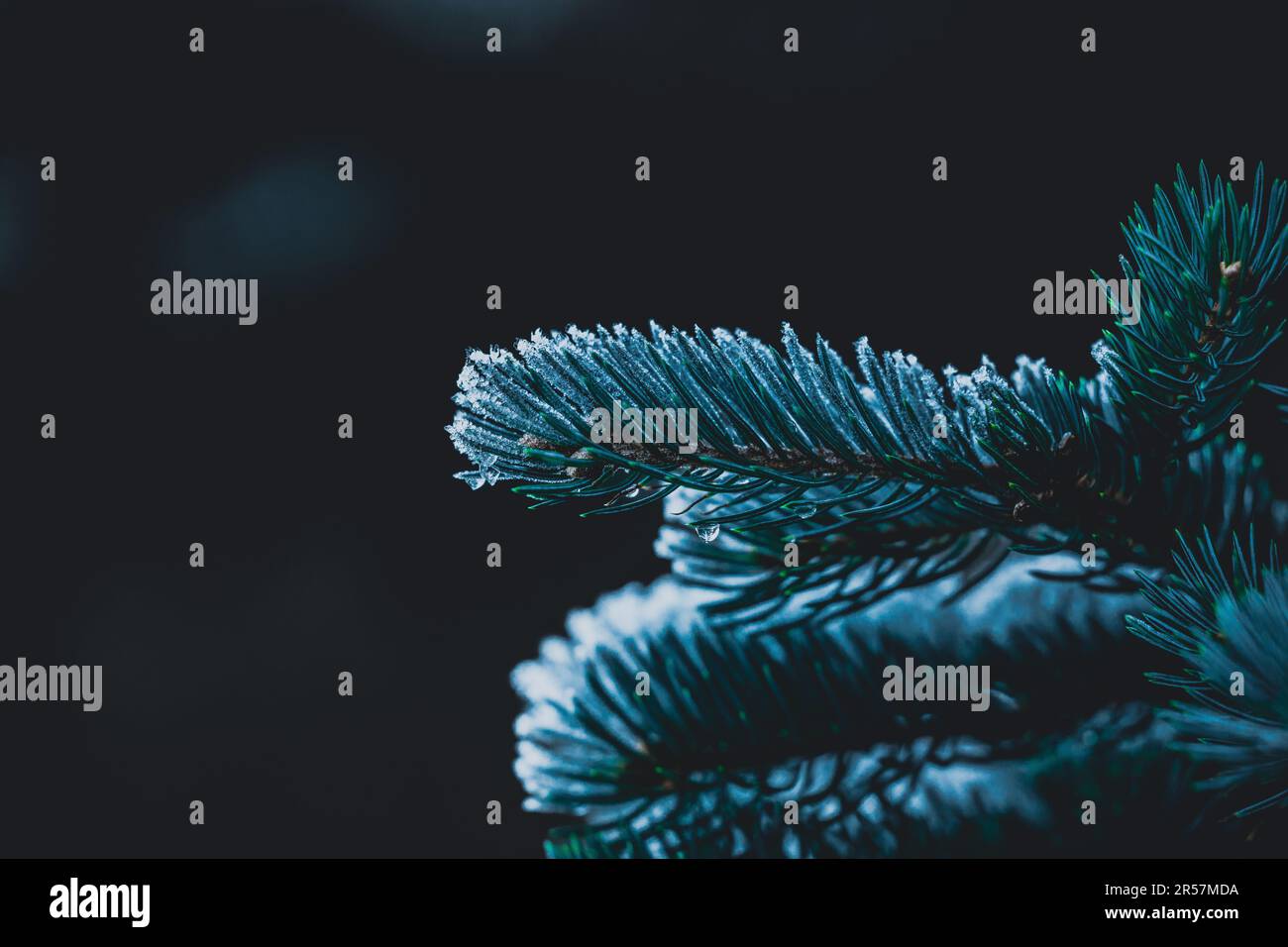 Winter-Wunderland Stockfoto